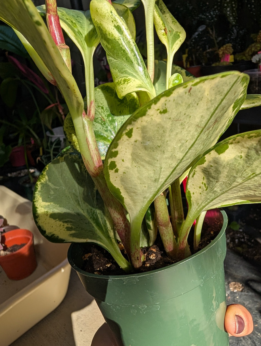 Peperomia 'golden gate' image 8