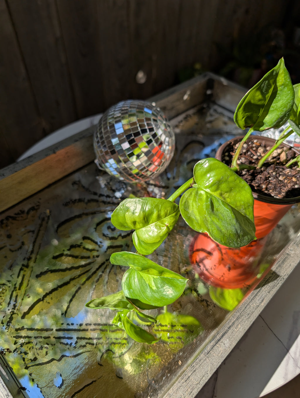 Global Green Pothos image 11