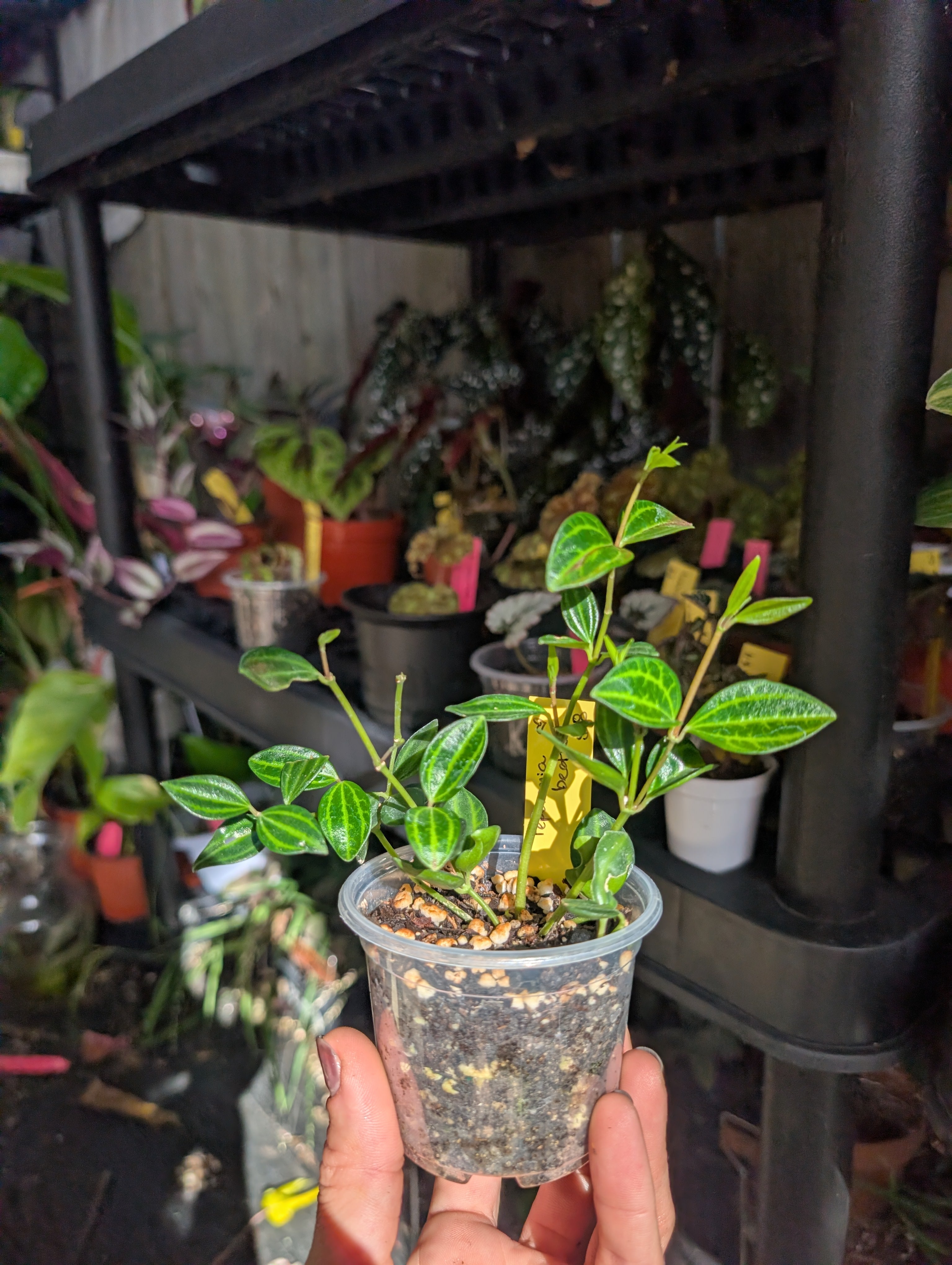 Peperomia angulata 'beetle' image 7
