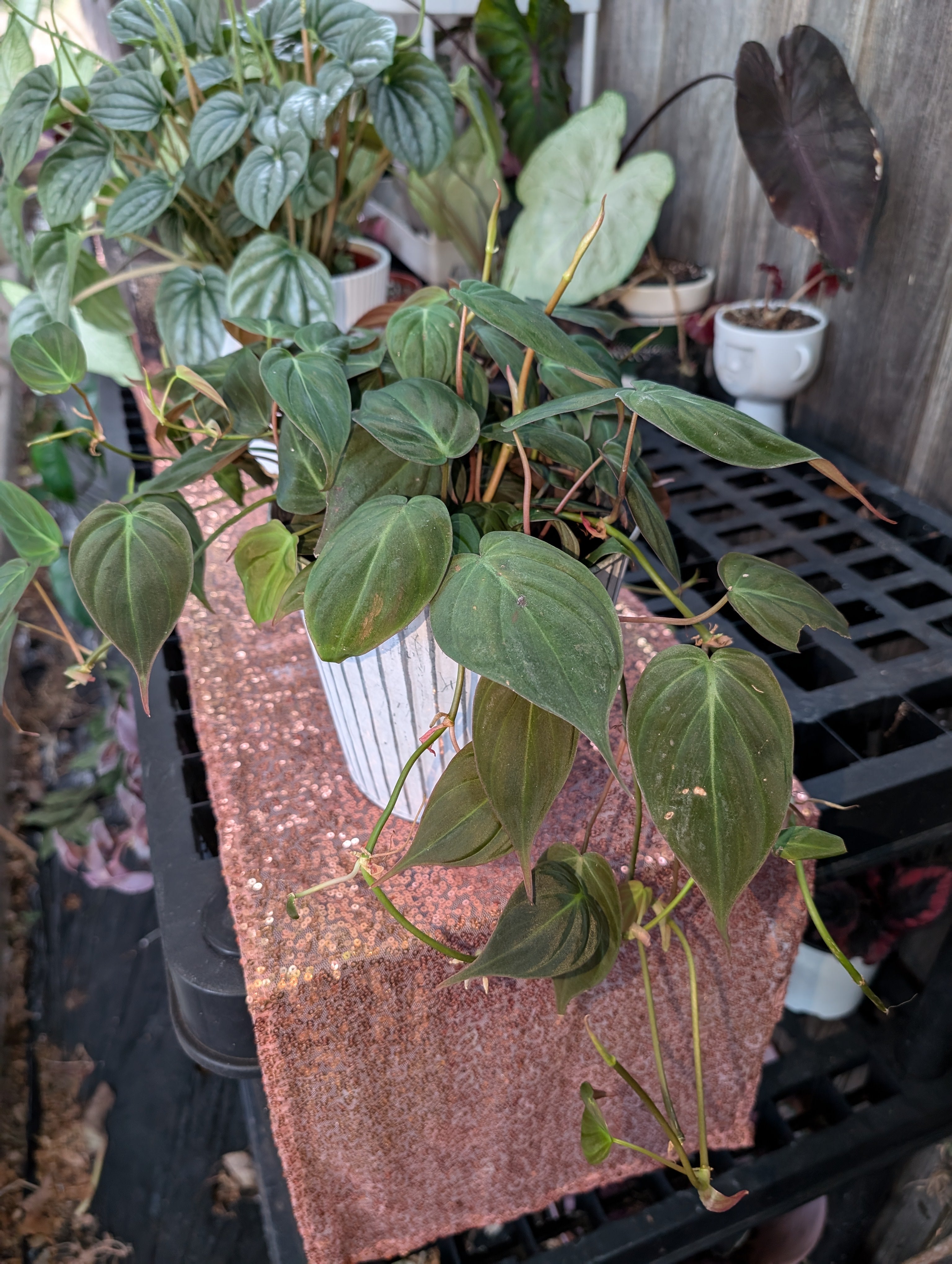 Philodendron hederaceum micans image 1
