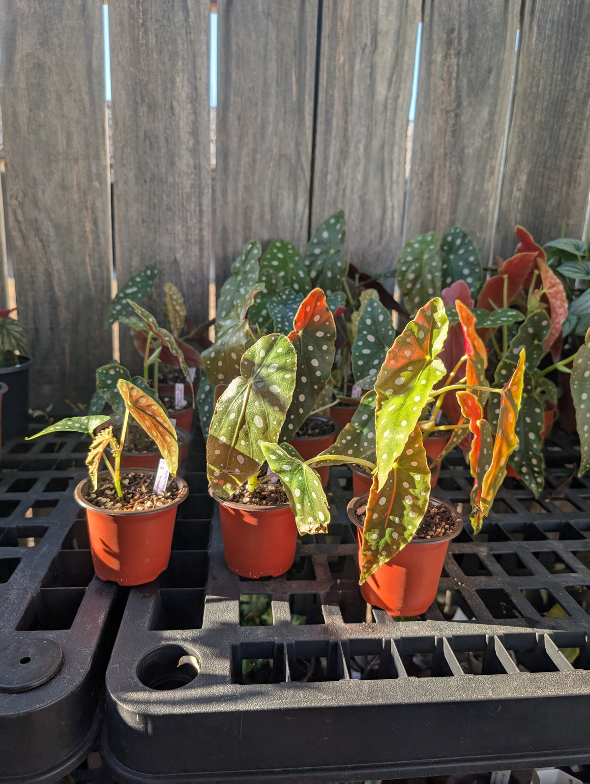 Begonia maculata image 5