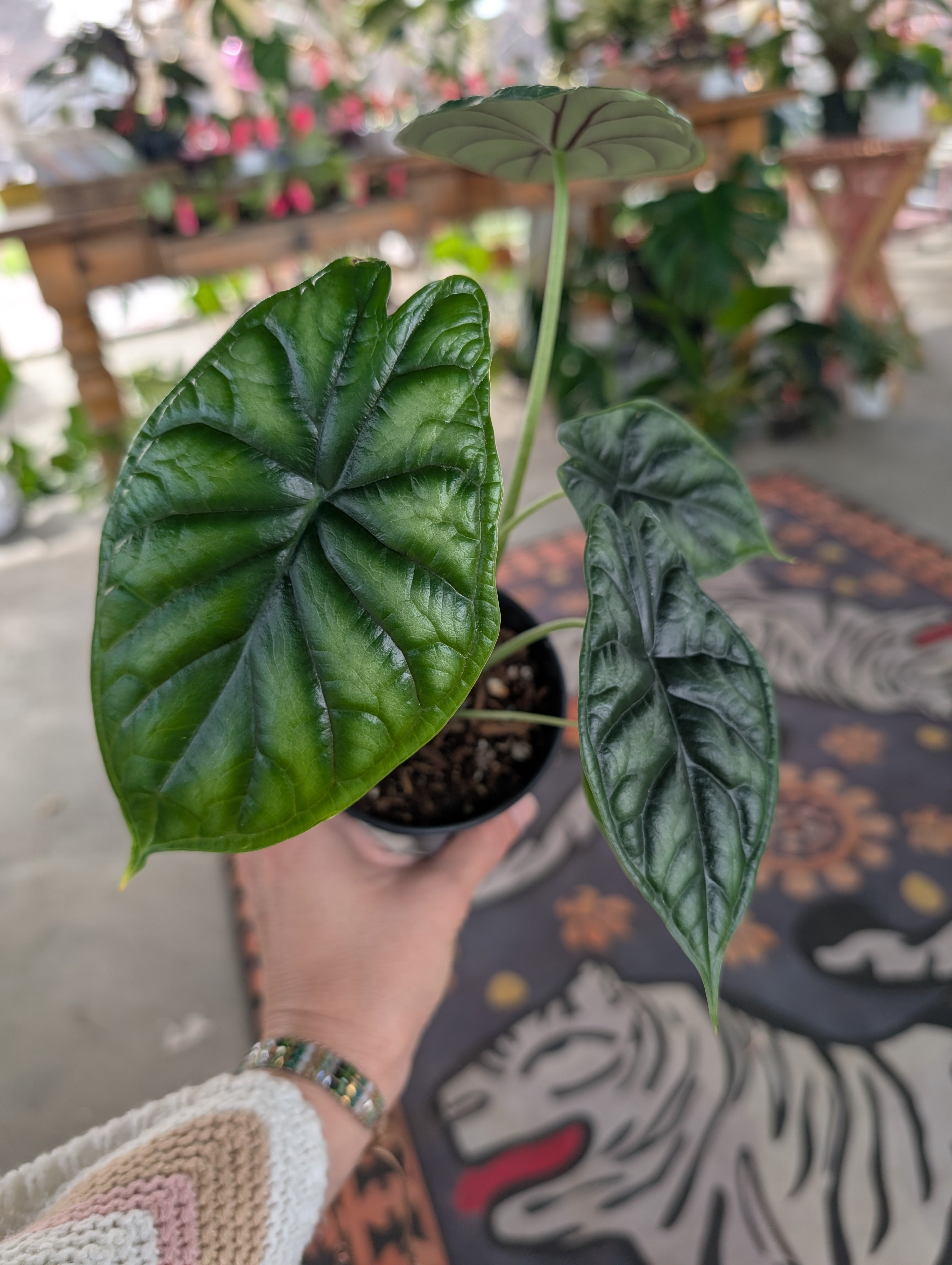 Alocasia Dragon Scale image 3