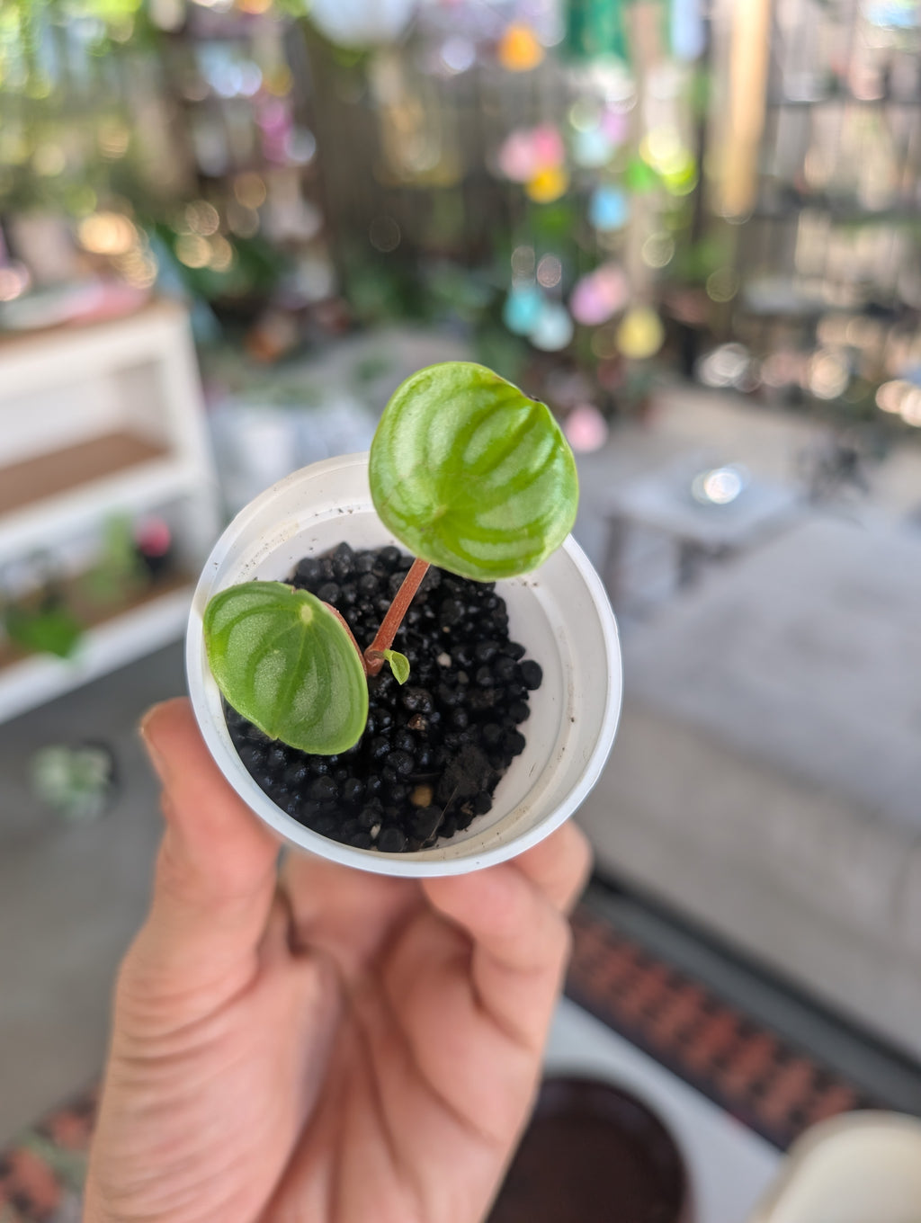 Peperomia watermelon 🍉 image 4