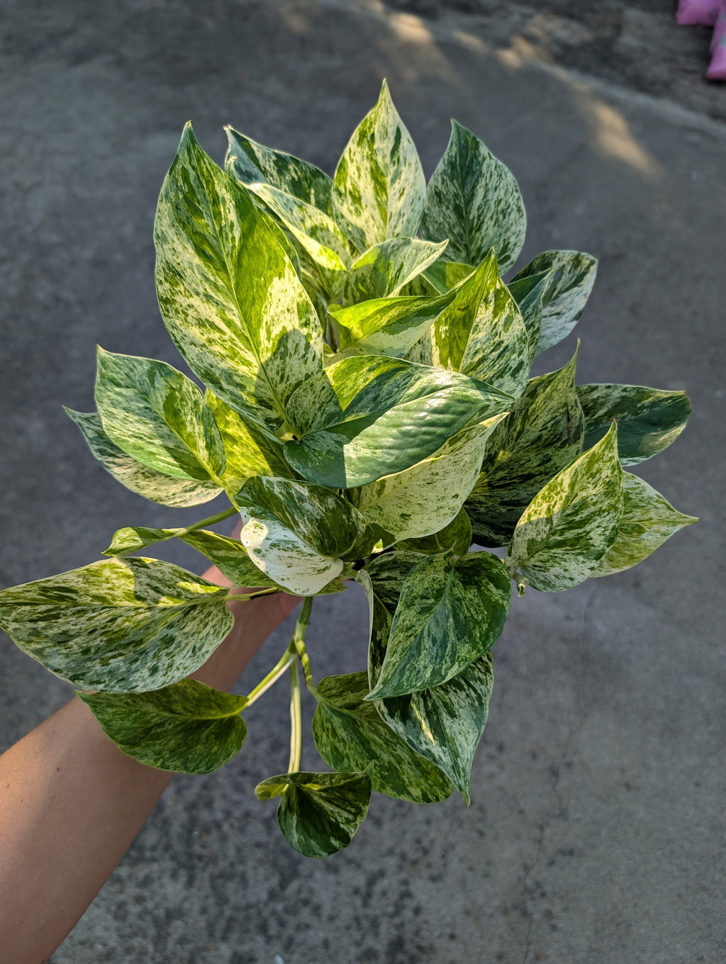 Epipremnum aureum 'marble queen' image 8