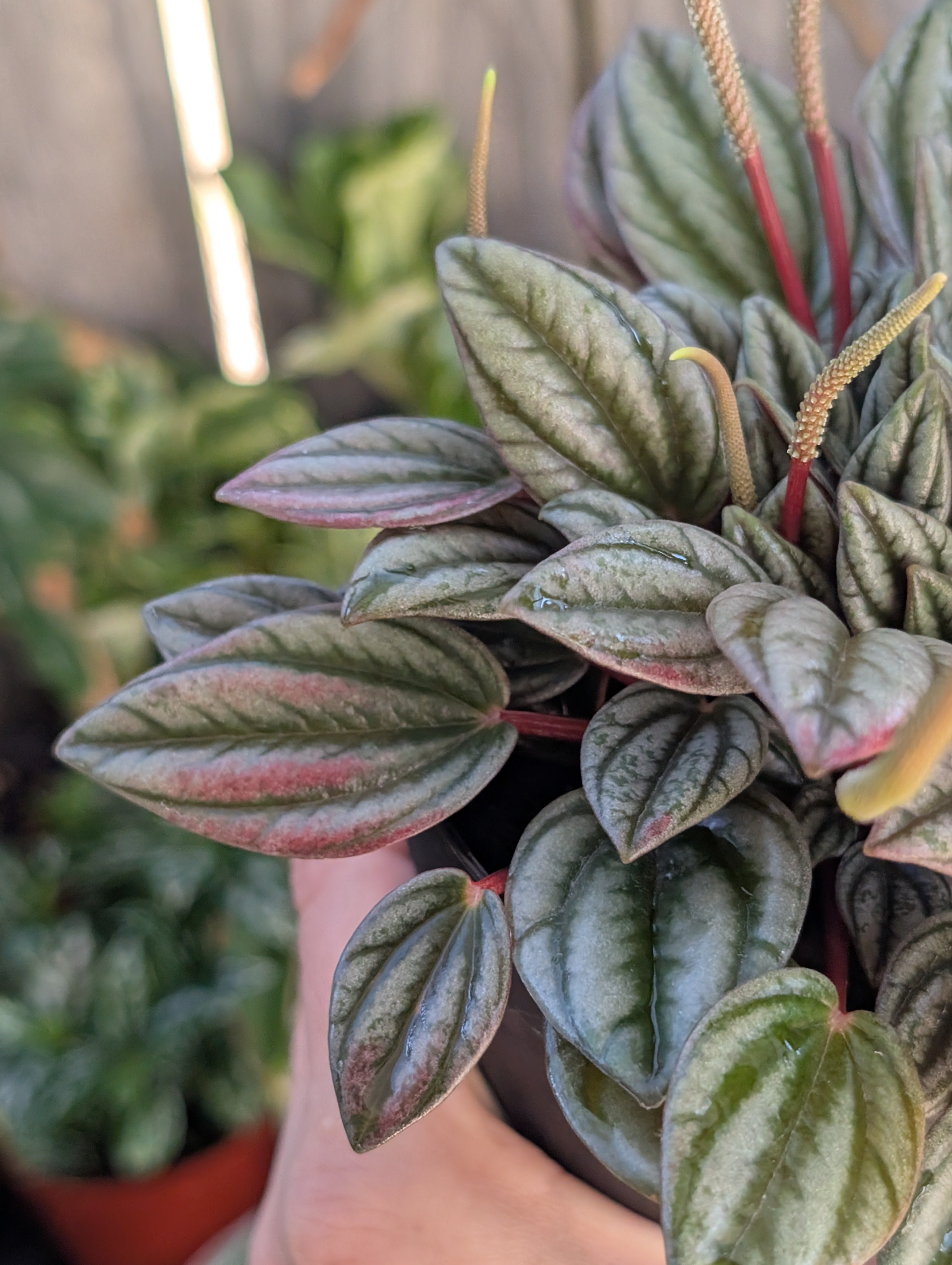 Peperomia 'san marino' image 0
