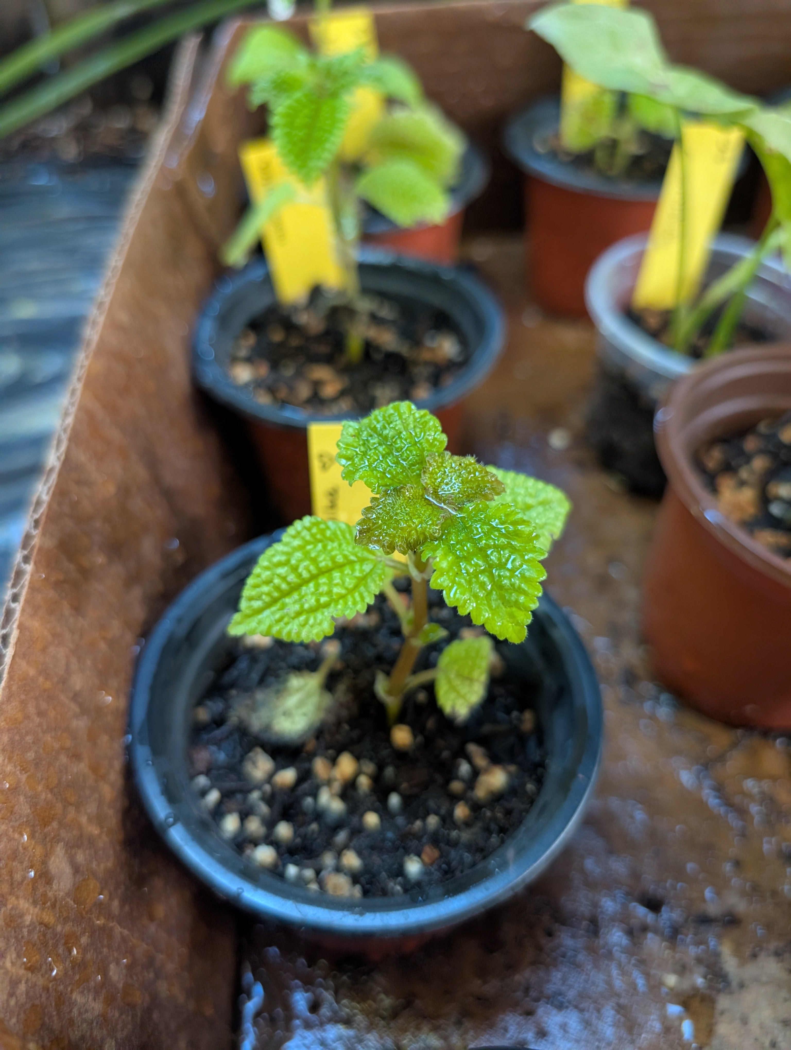 Pilea peperomioides 'moon' starters image 4
