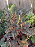 Peperomia caperata 'rosso' image 0