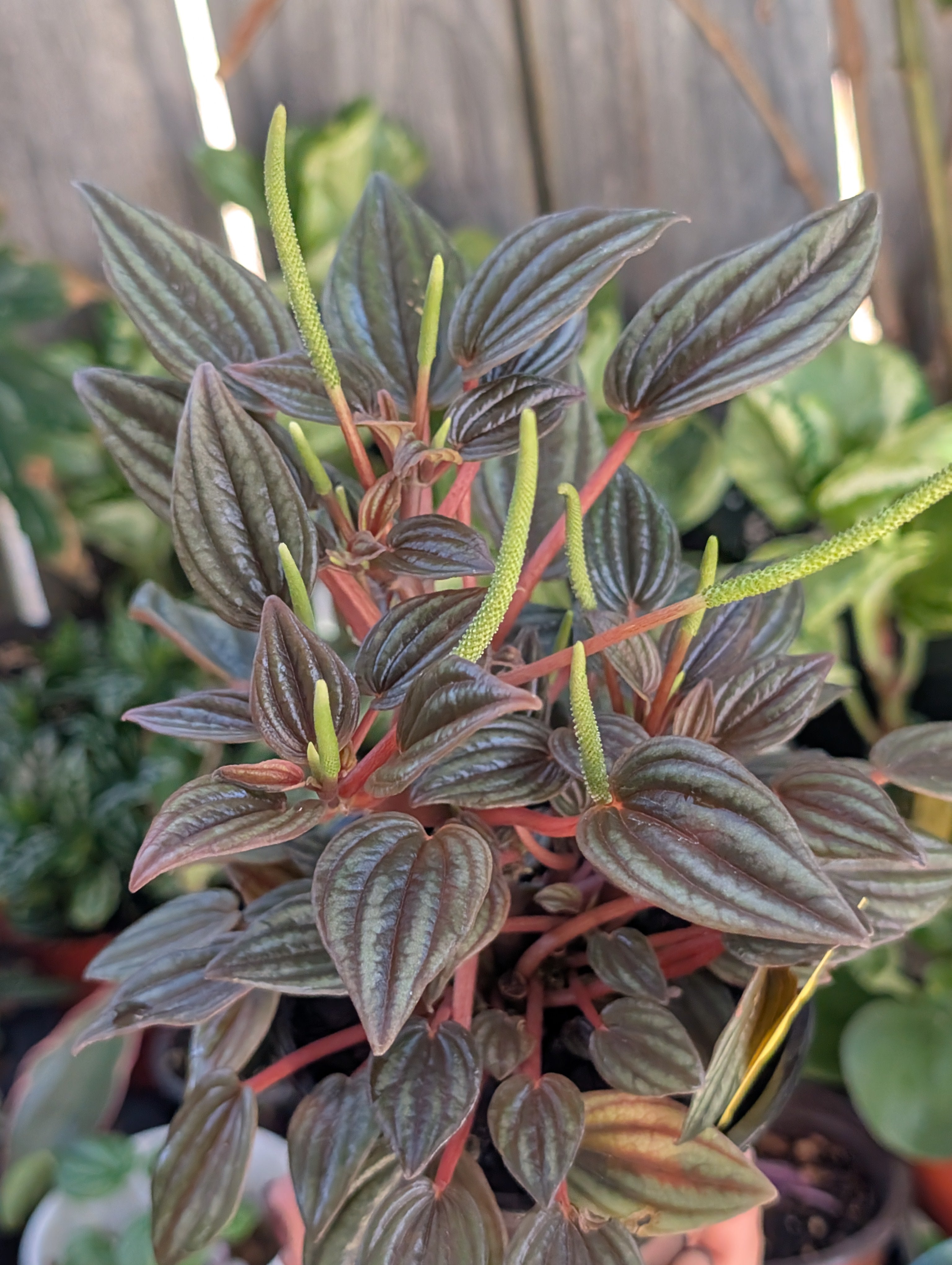 Peperomia caperata 'rosso' image 0
