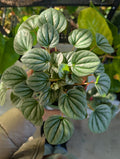 Peperomia caperata 'Moonlight' image 0