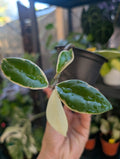 Hoya carnosa 'krimson queen' variegated image 0