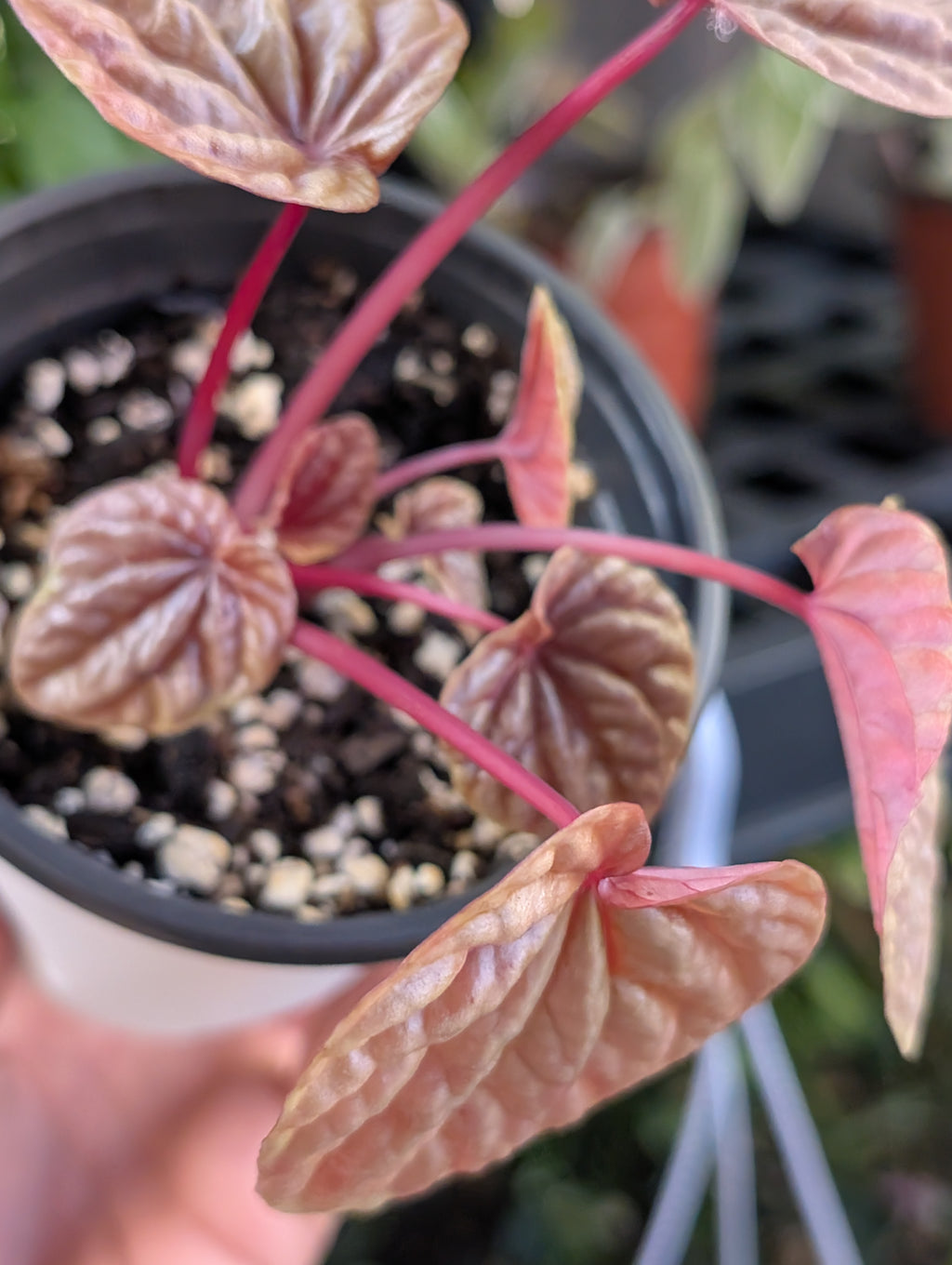 Peperomia Quito (4" Pot) image 7