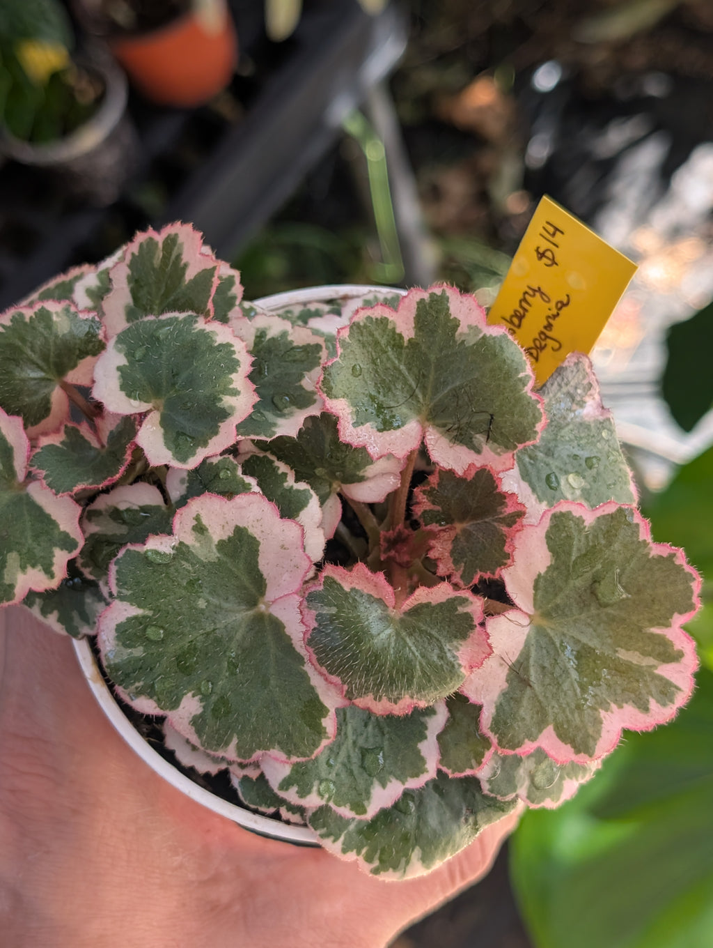 Saxifraga stolonifera variegata image 1