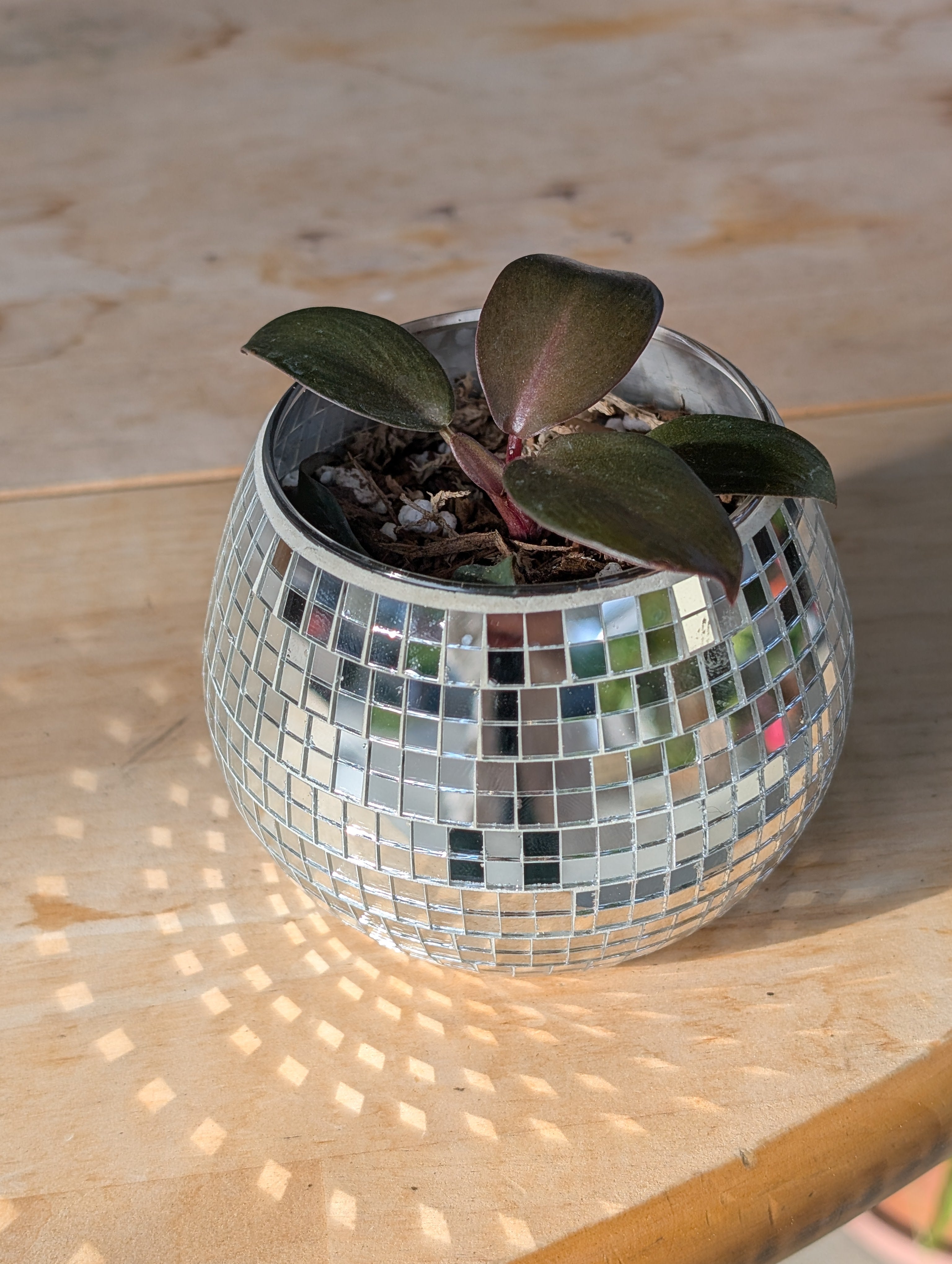 Philodendron 'black cardinal' in Glass Disco Vase ✨ image 6