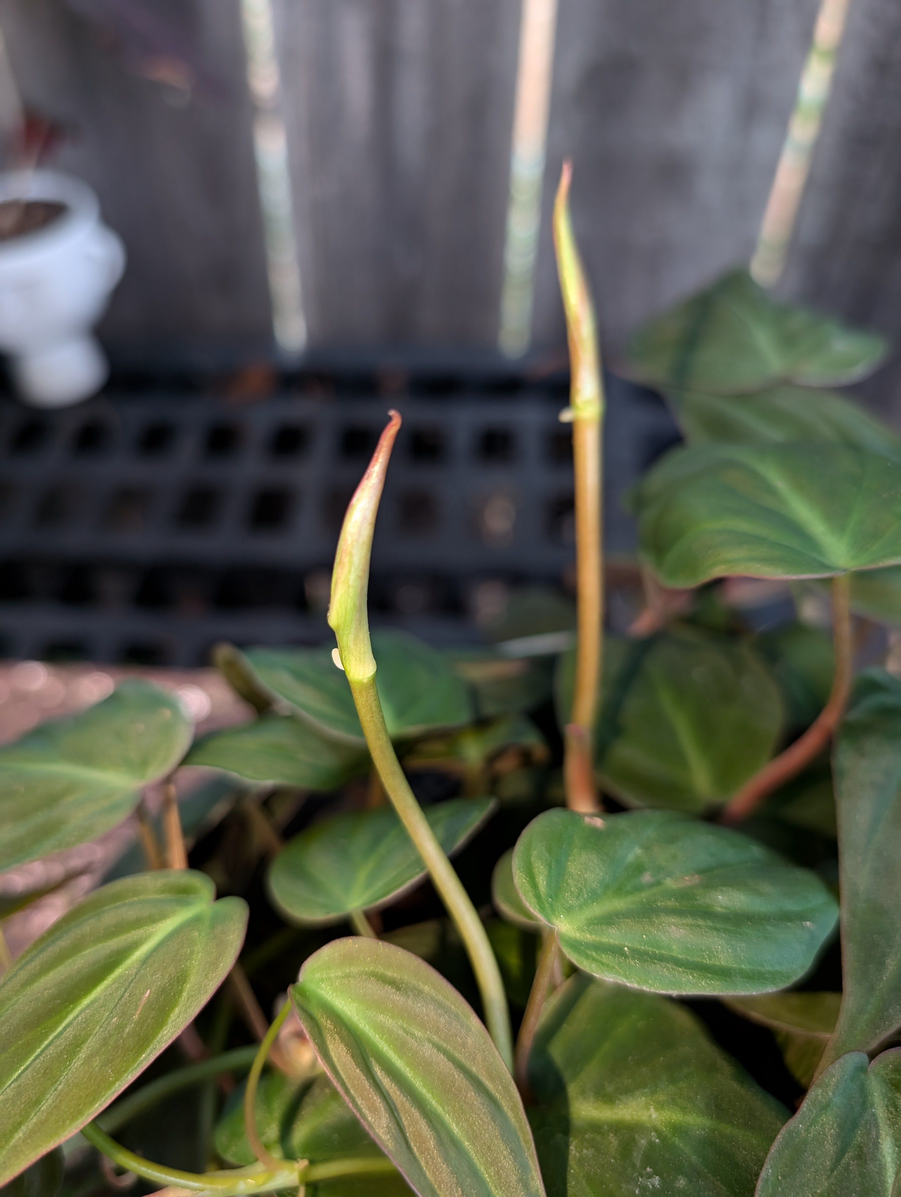 Philodendron hederaceum micans image 4