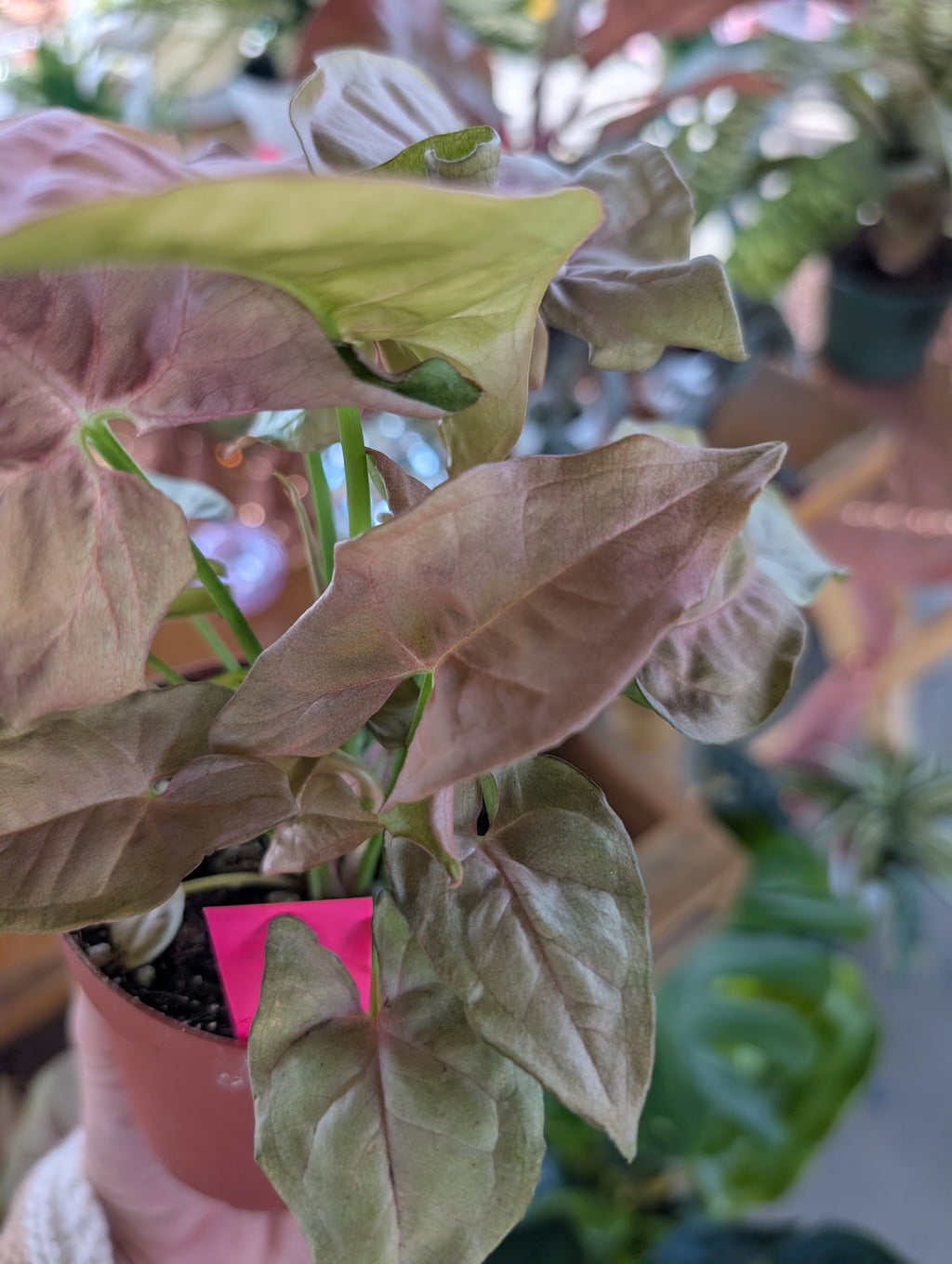 Pink Syngonium image 4