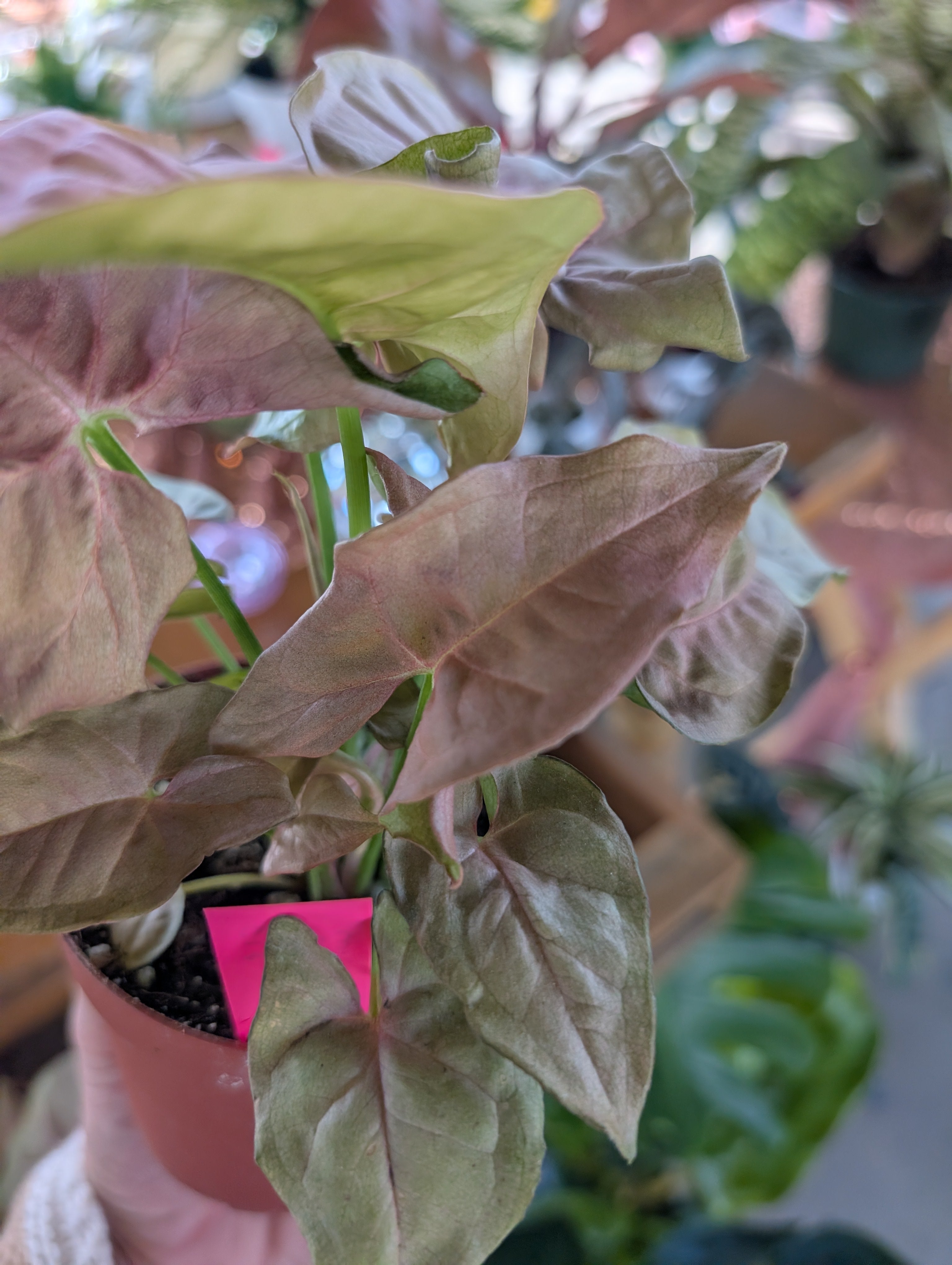 Pink Syngonium image 4