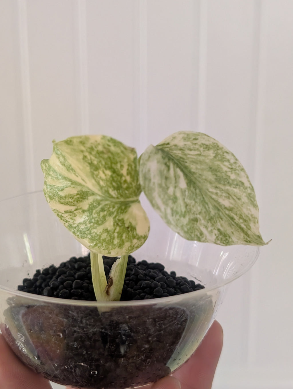 Monstera Legacy image 2