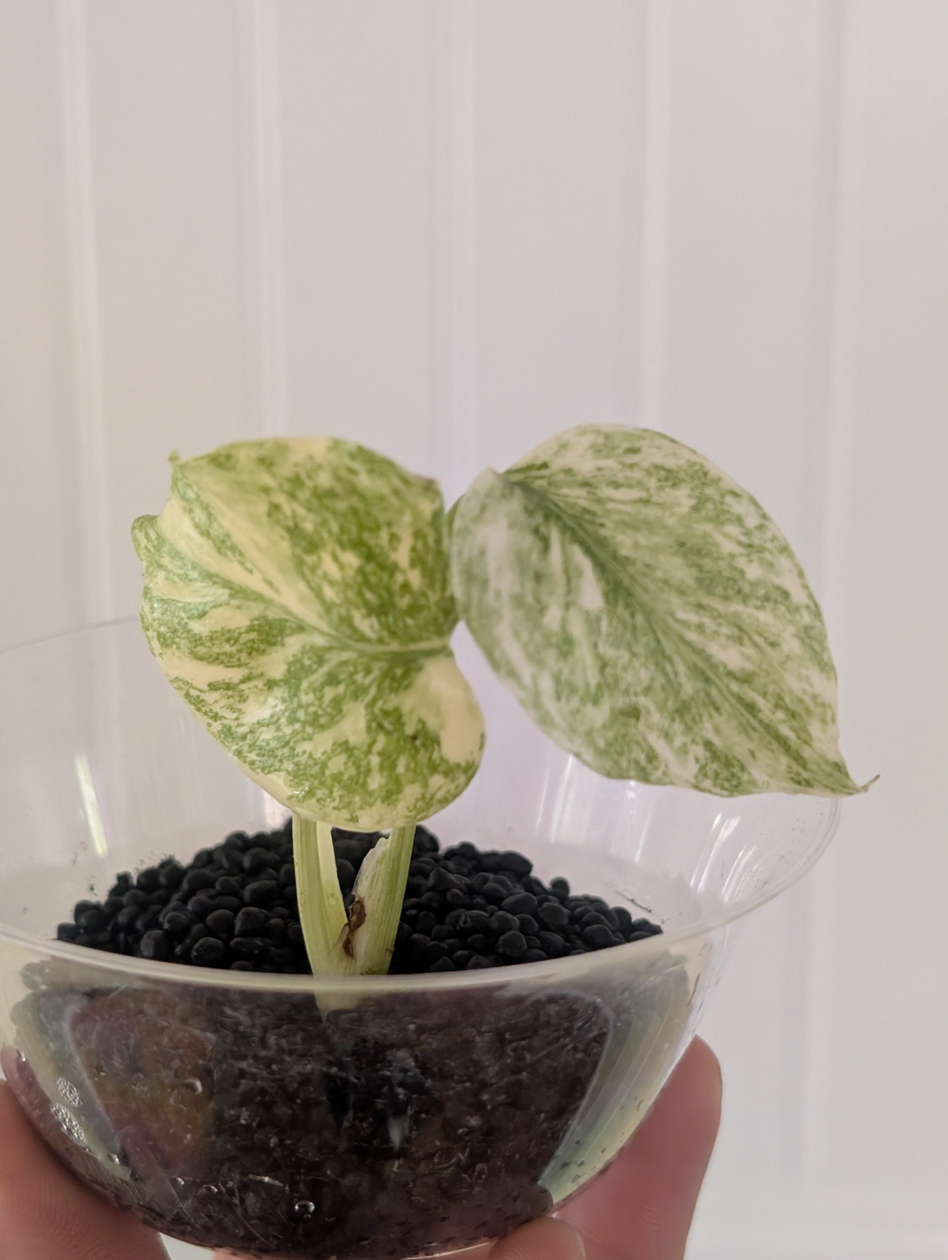 Monstera Legacy image 2