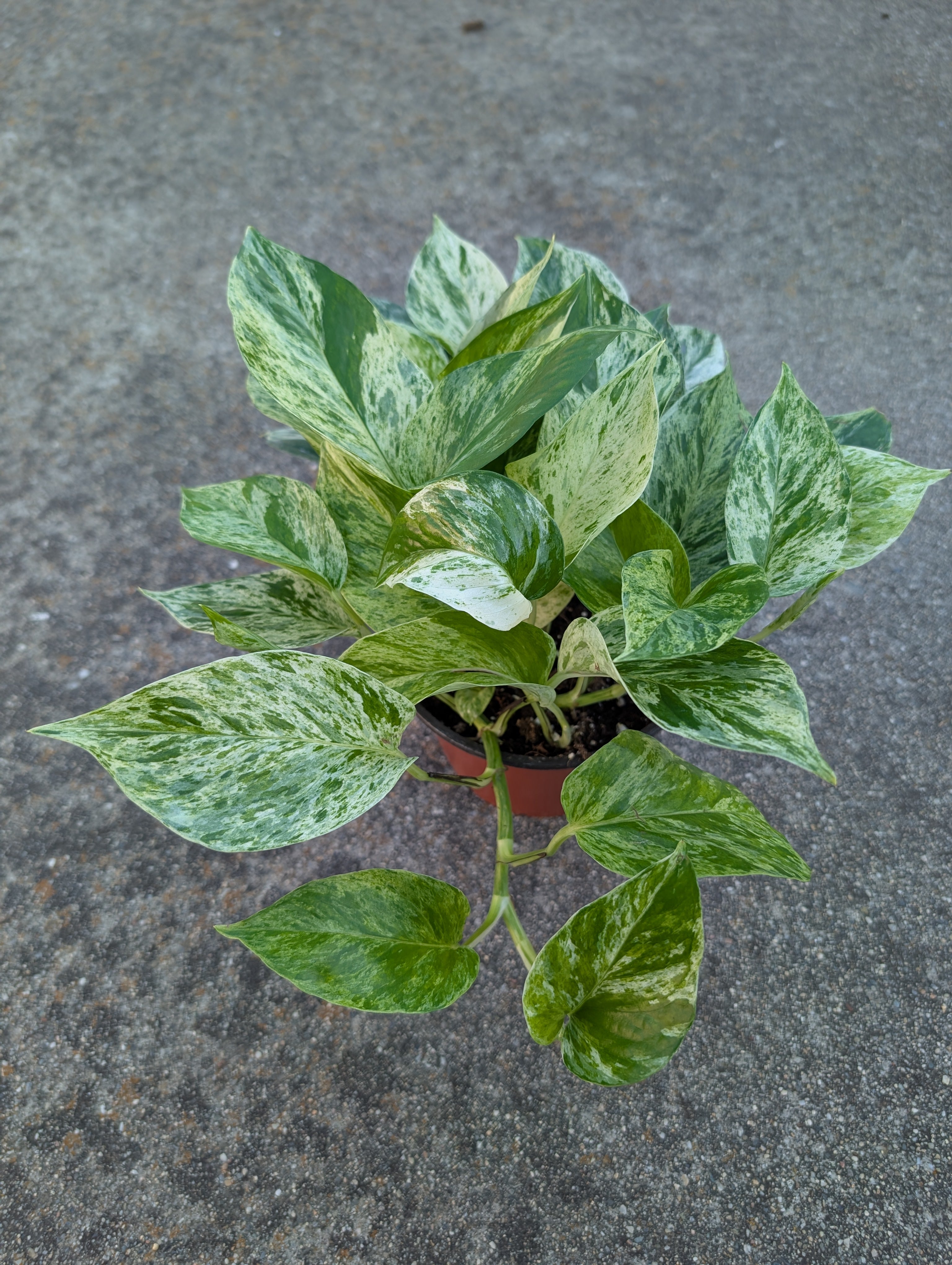Epipremnum aureum 'marble queen' image 5