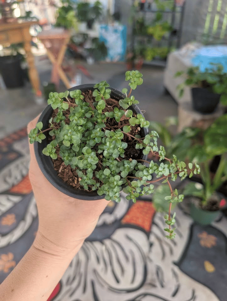 Pilea Glauca Silver Sprinkles image 2