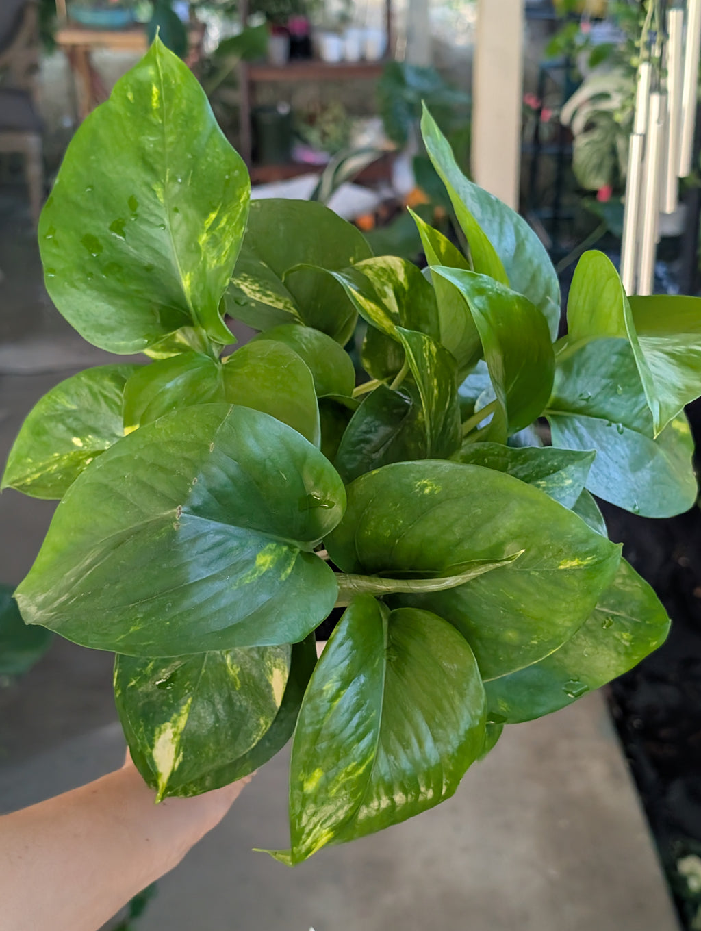 Epipremnum aureum 'golden pothos' image 2