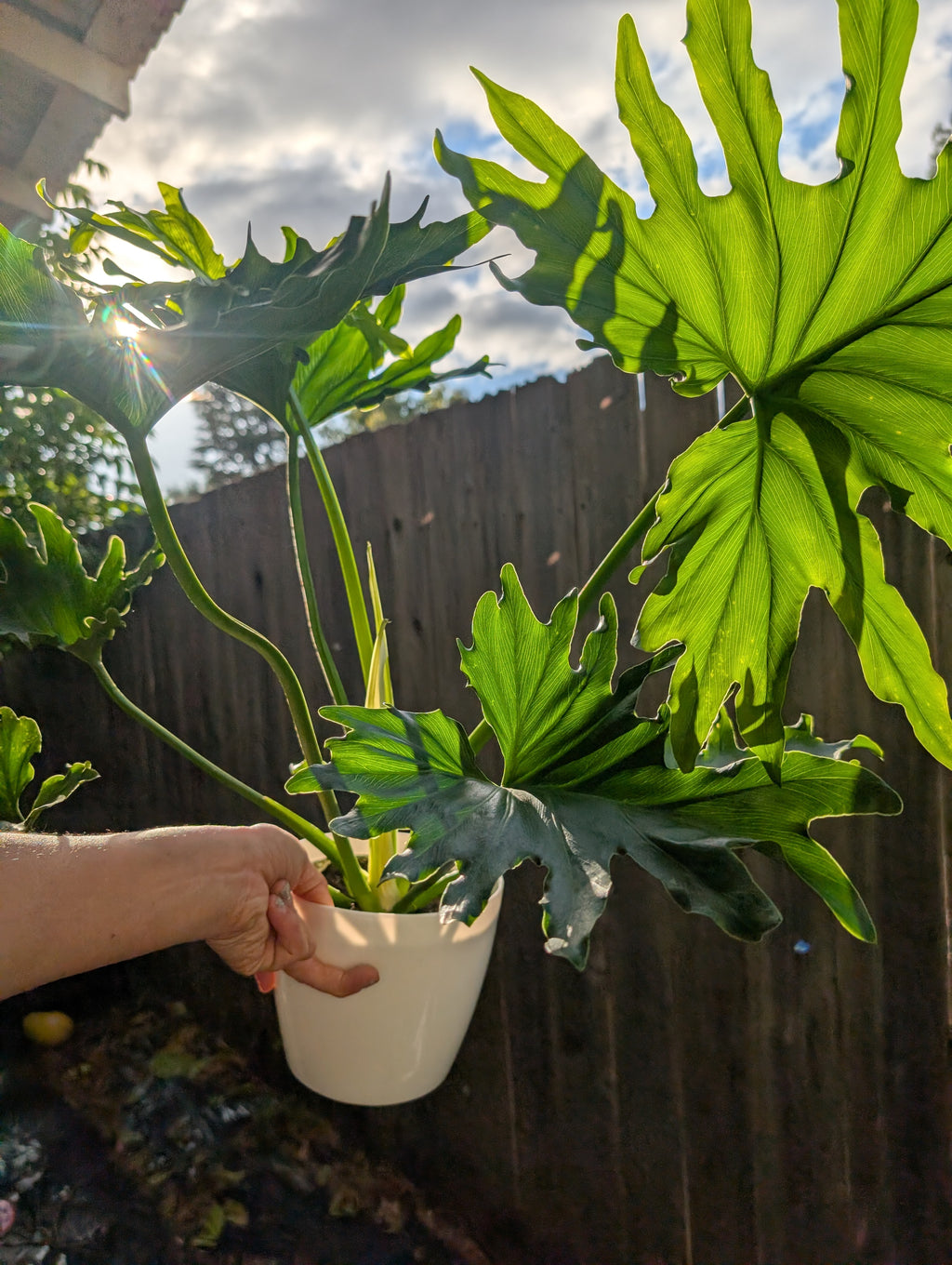 Philodendron 'lickety split' image 3