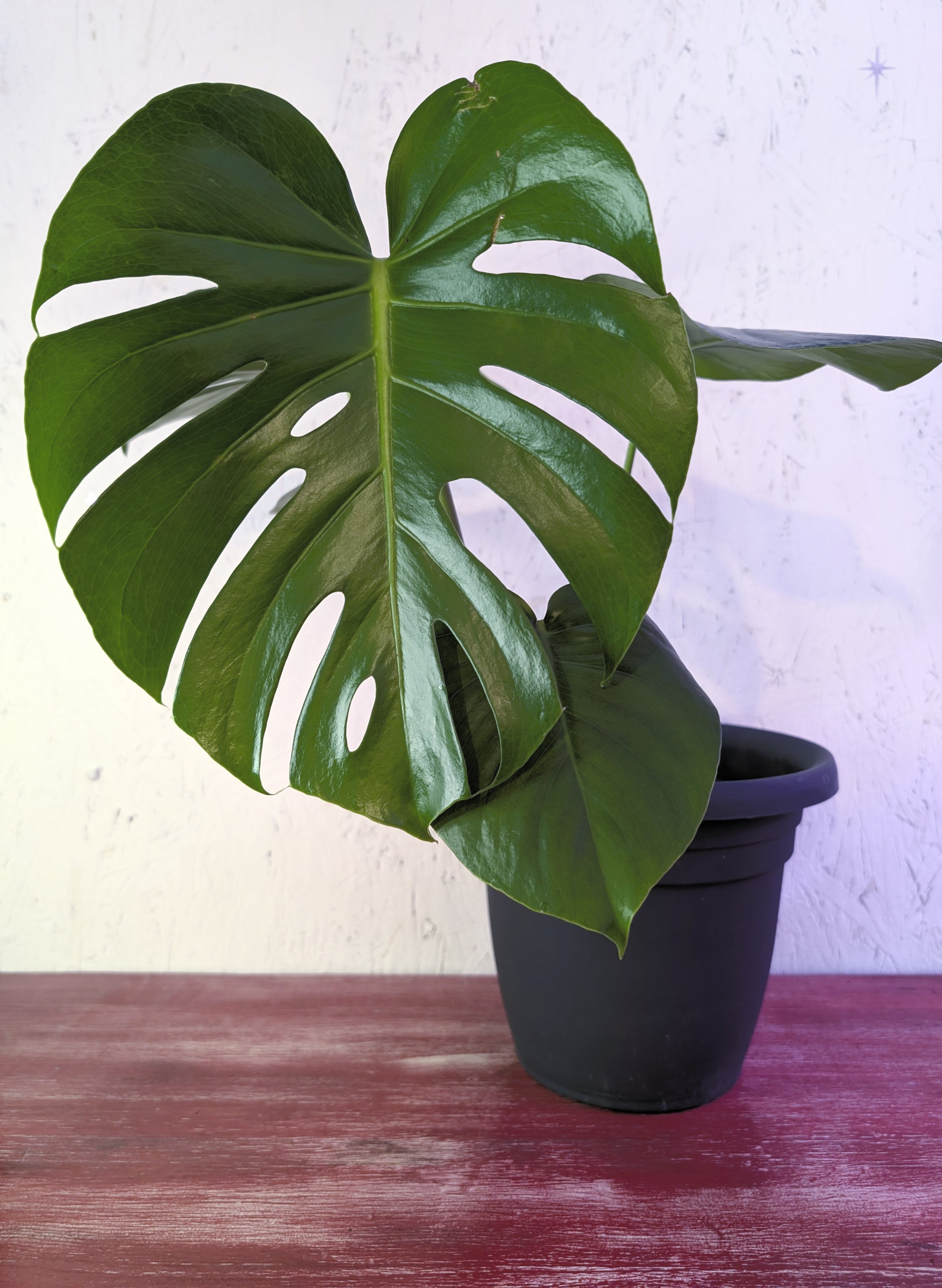 Monstera deliciosa image 0