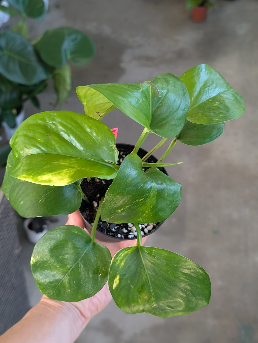 Epipremnum aureum 'golden pothos' image 4
