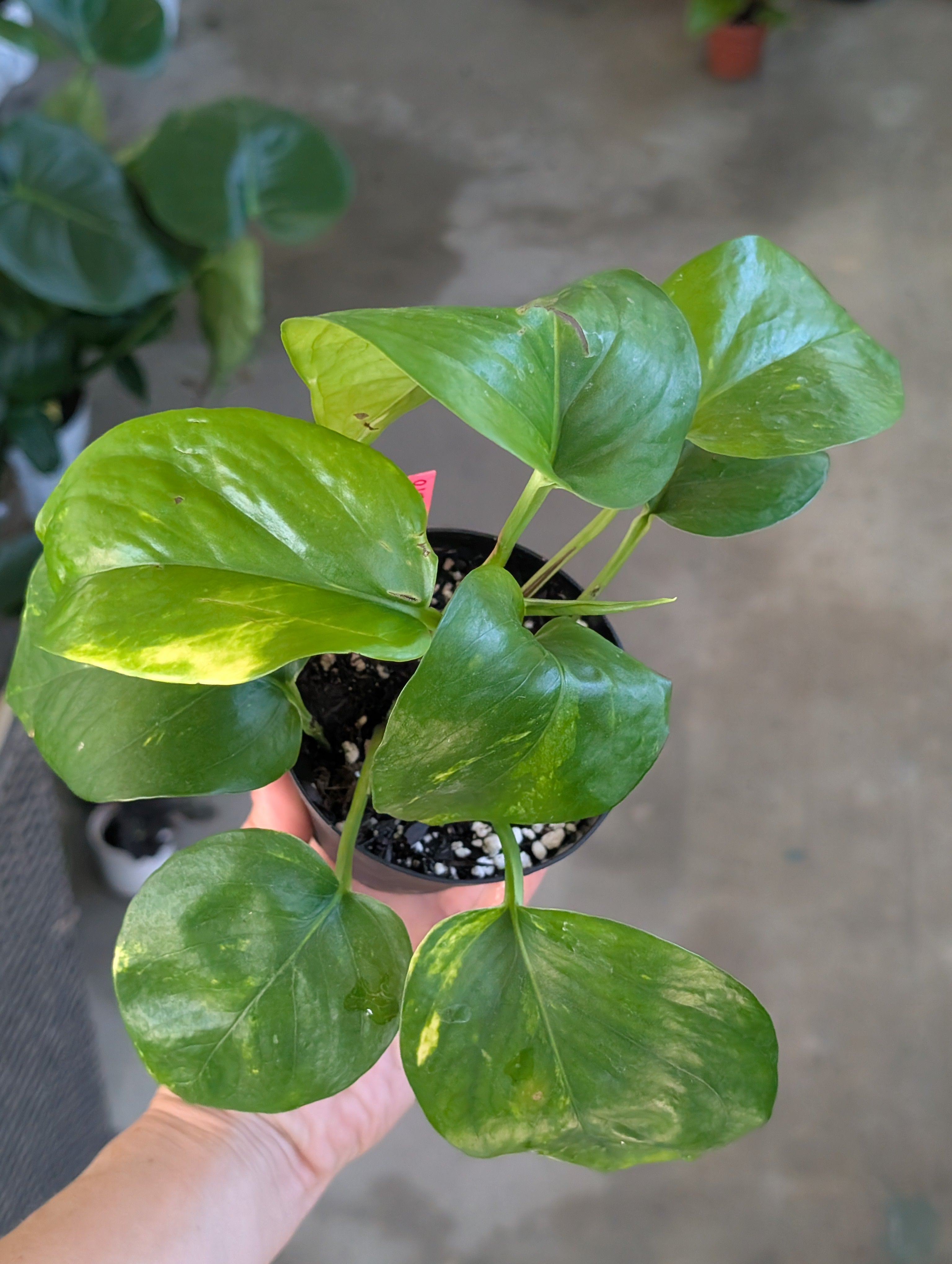 Epipremnum aureum 'golden pothos' image 4