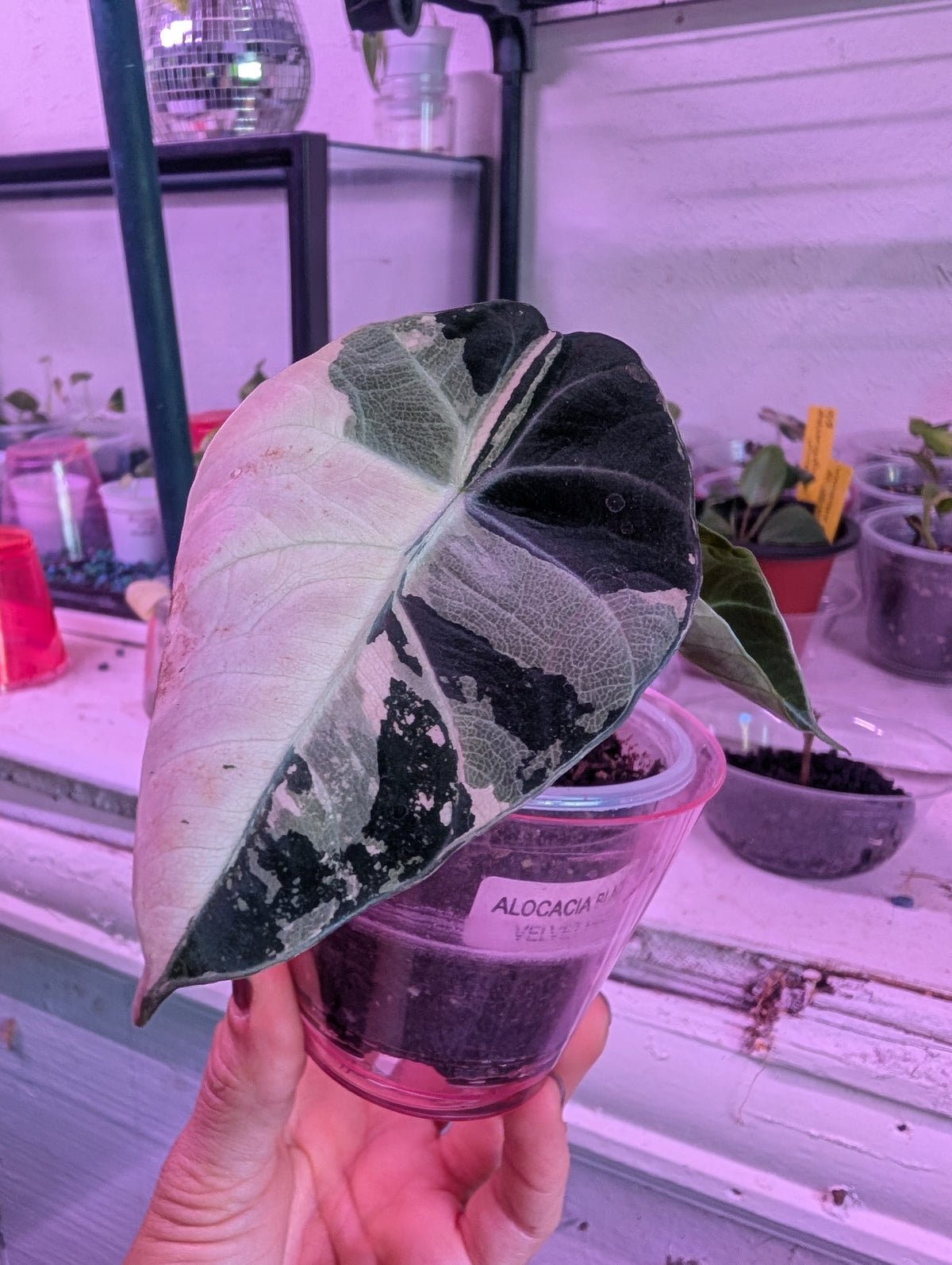 Alocasia reginula 'black velvet pink' image 6