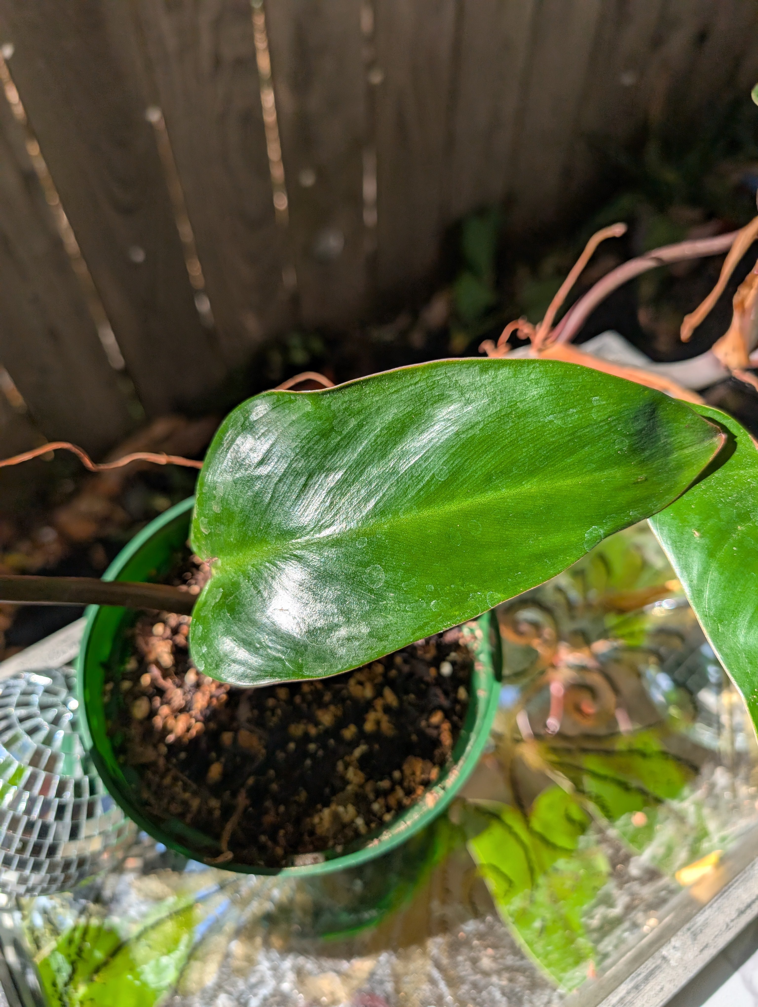 Philodendron 'red emerald' ❣️ image 5