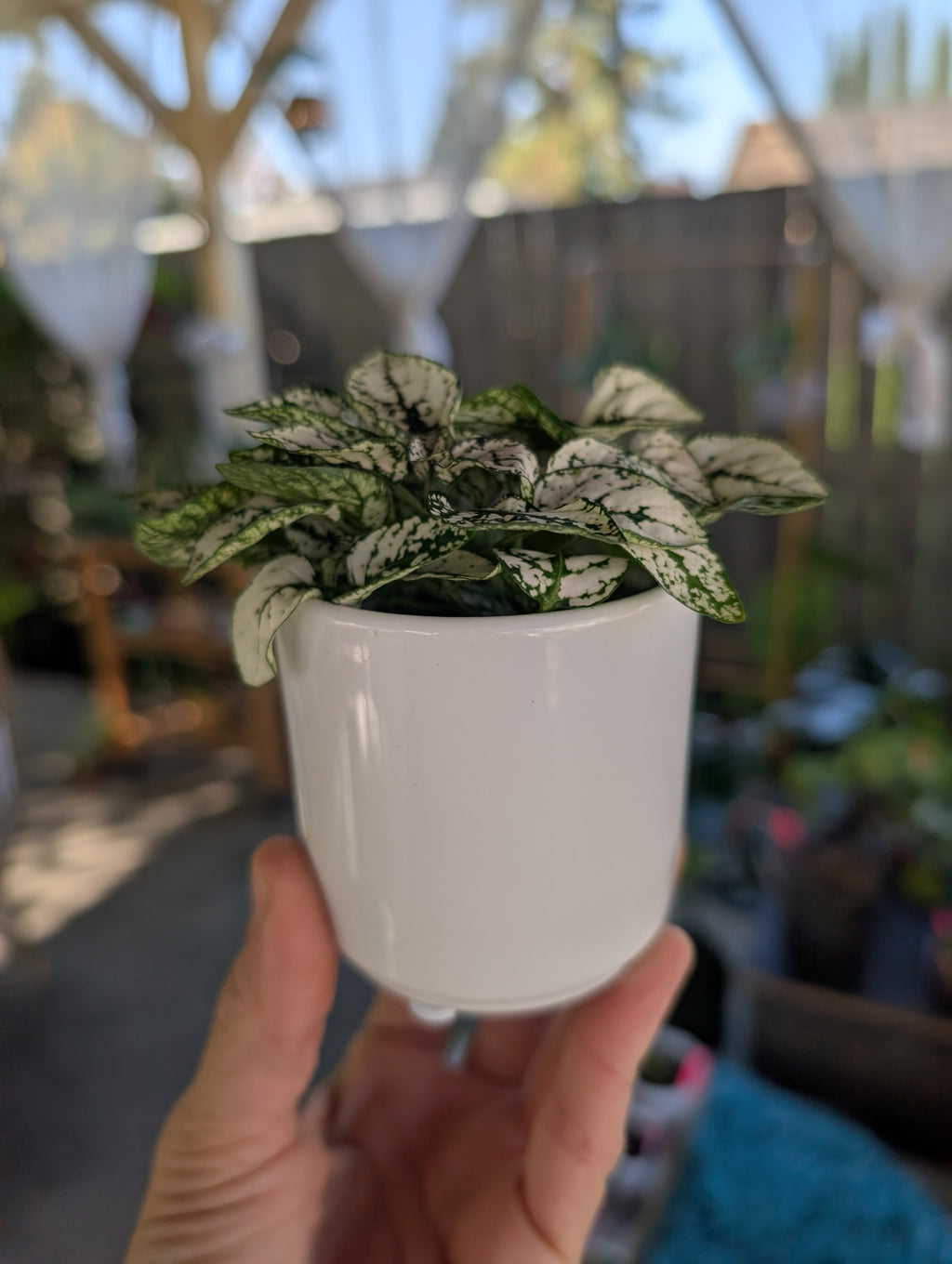 Polkadot Splash Plant image 6