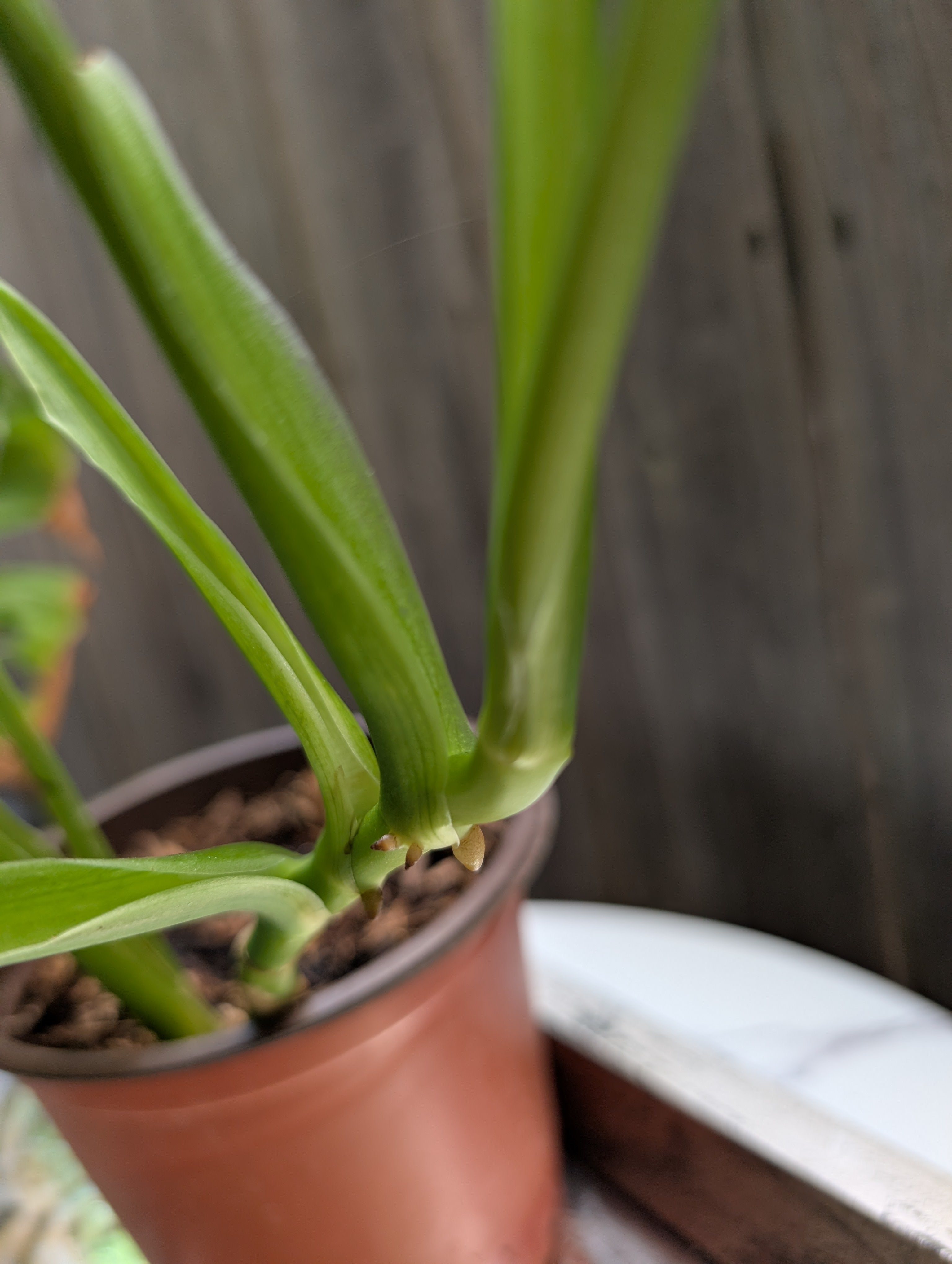 Monstera adansonii image 4