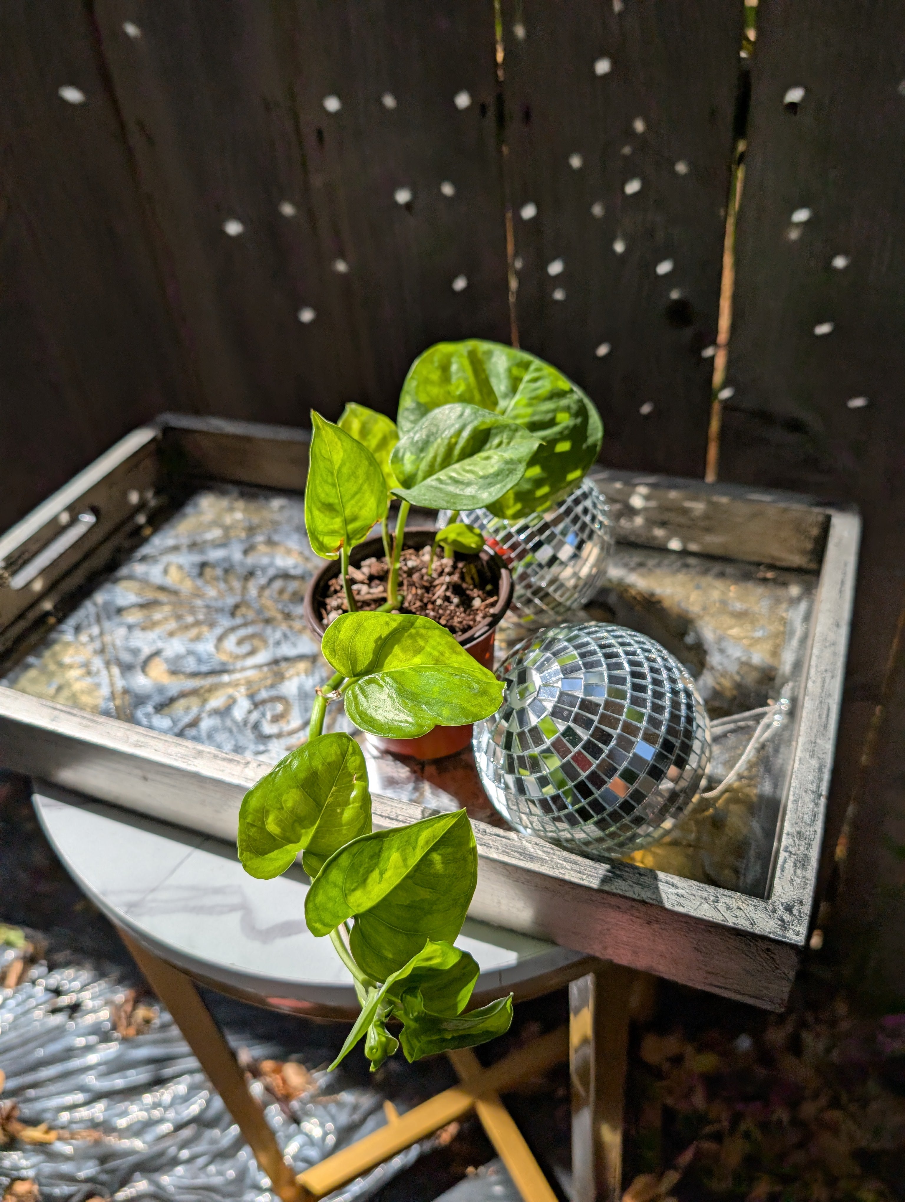 Global Green Pothos image 1