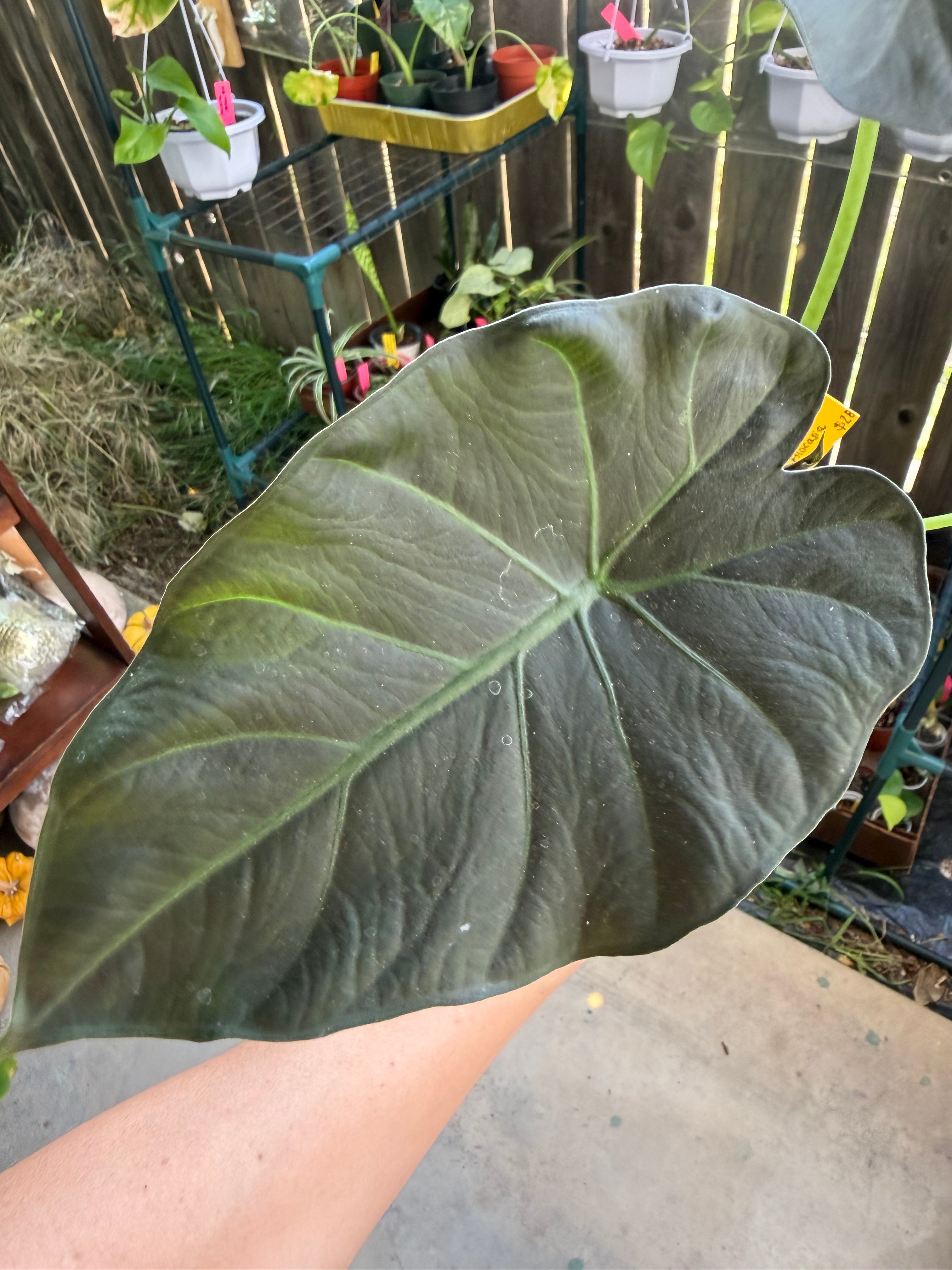 Alocasia 'Regal Shield' image 0