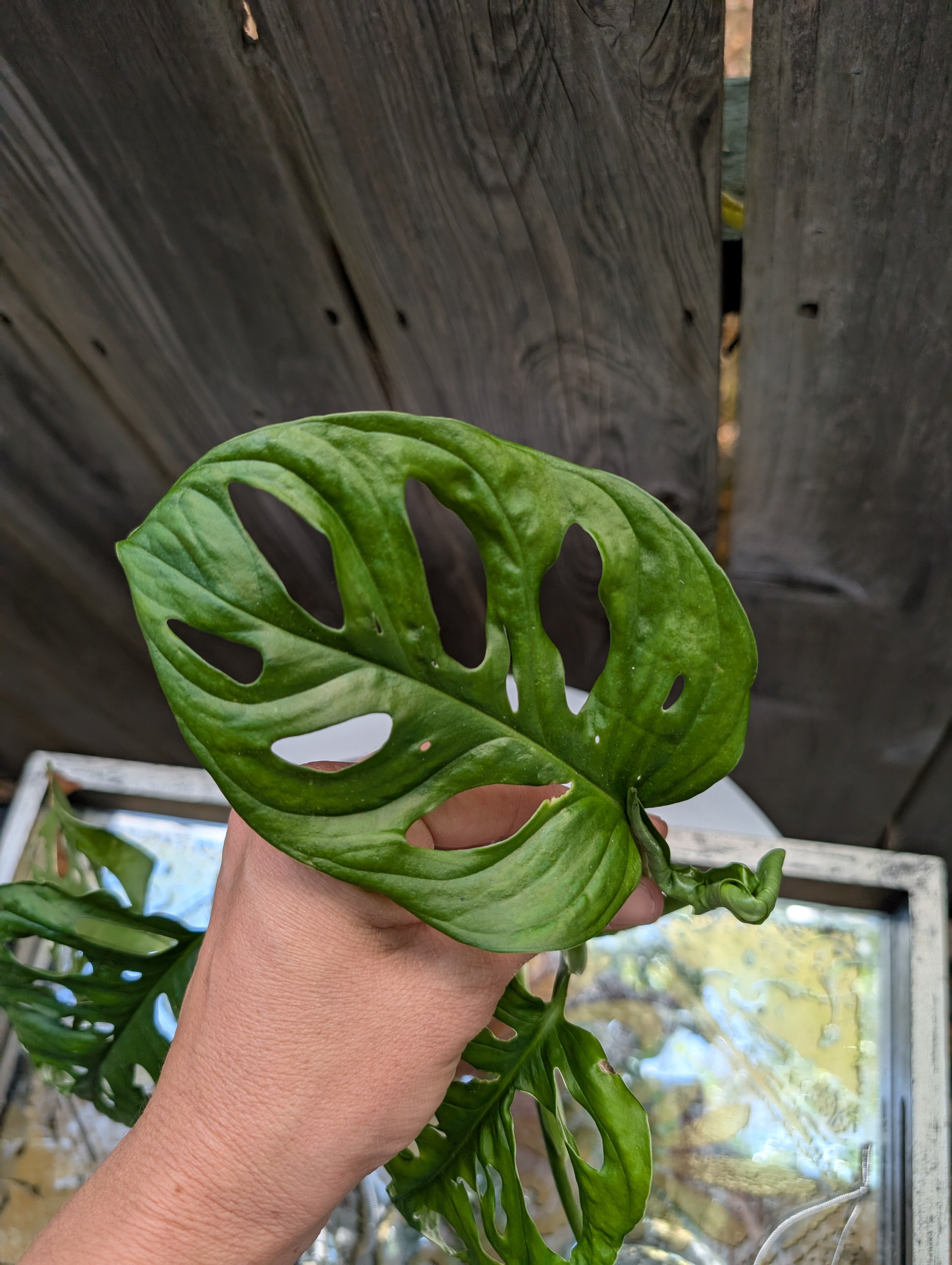 Monstera adansonii image 2