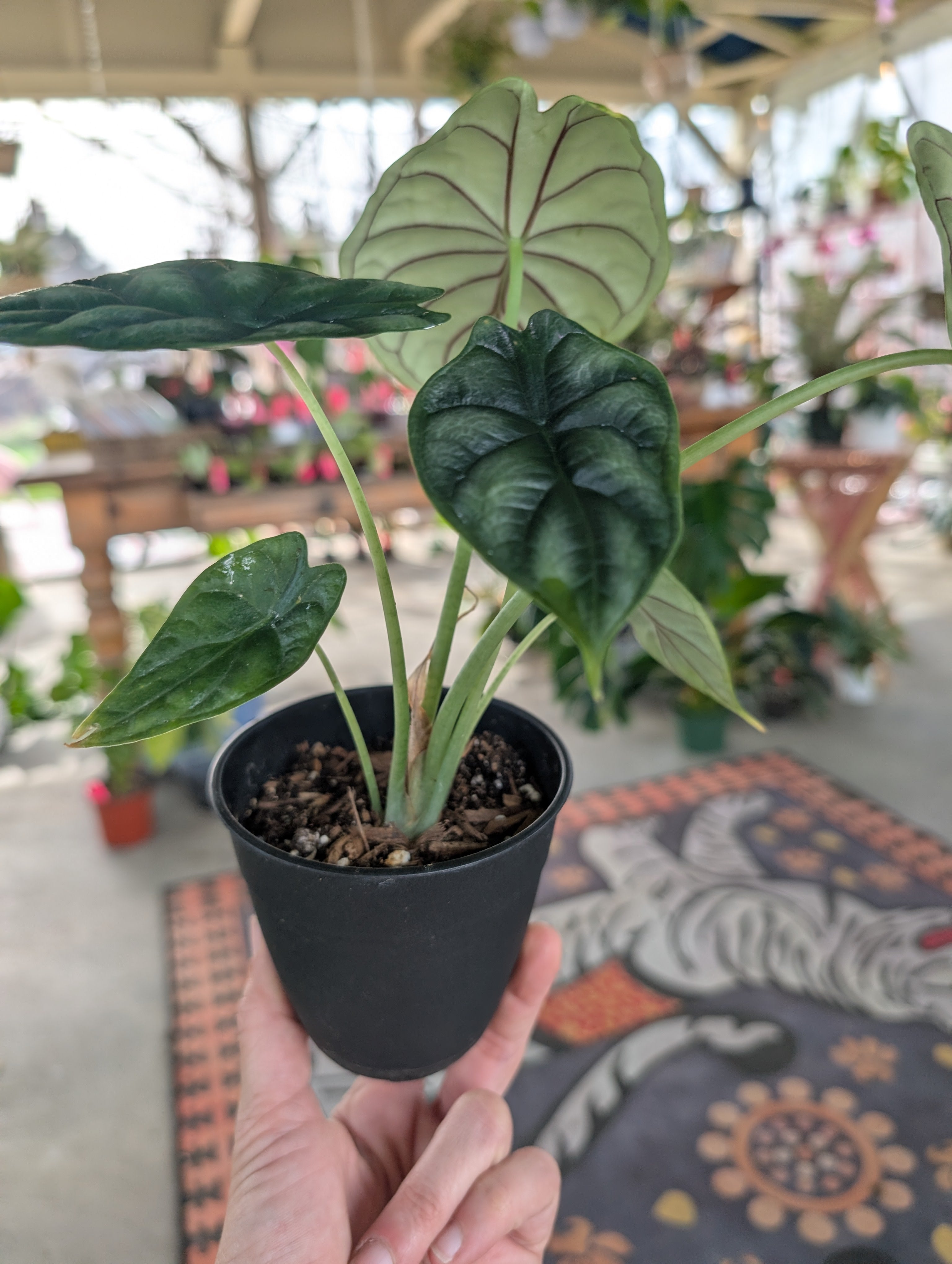 Alocasia Dragon Scale image 4