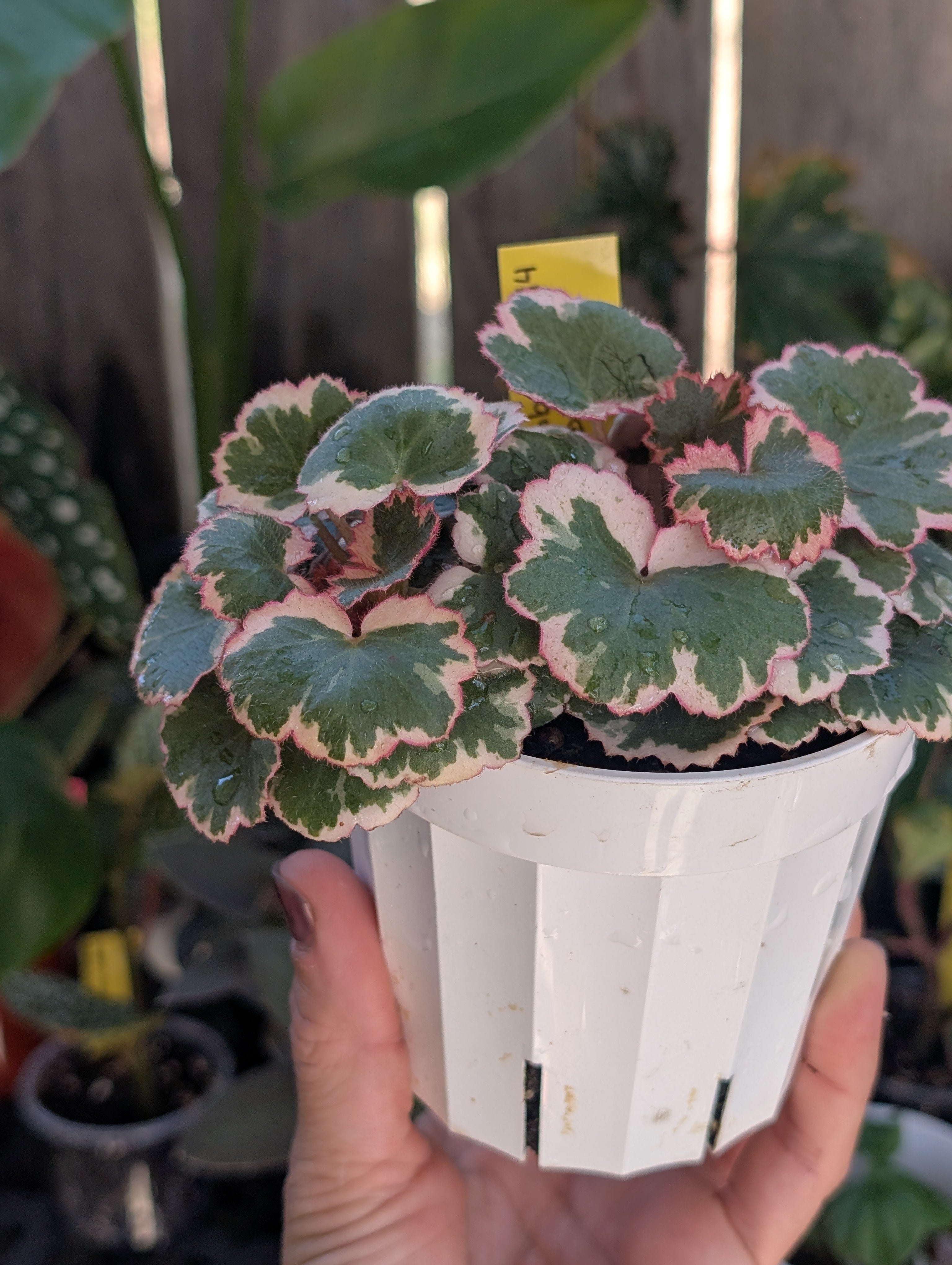Saxifraga stolonifera variegata image 6