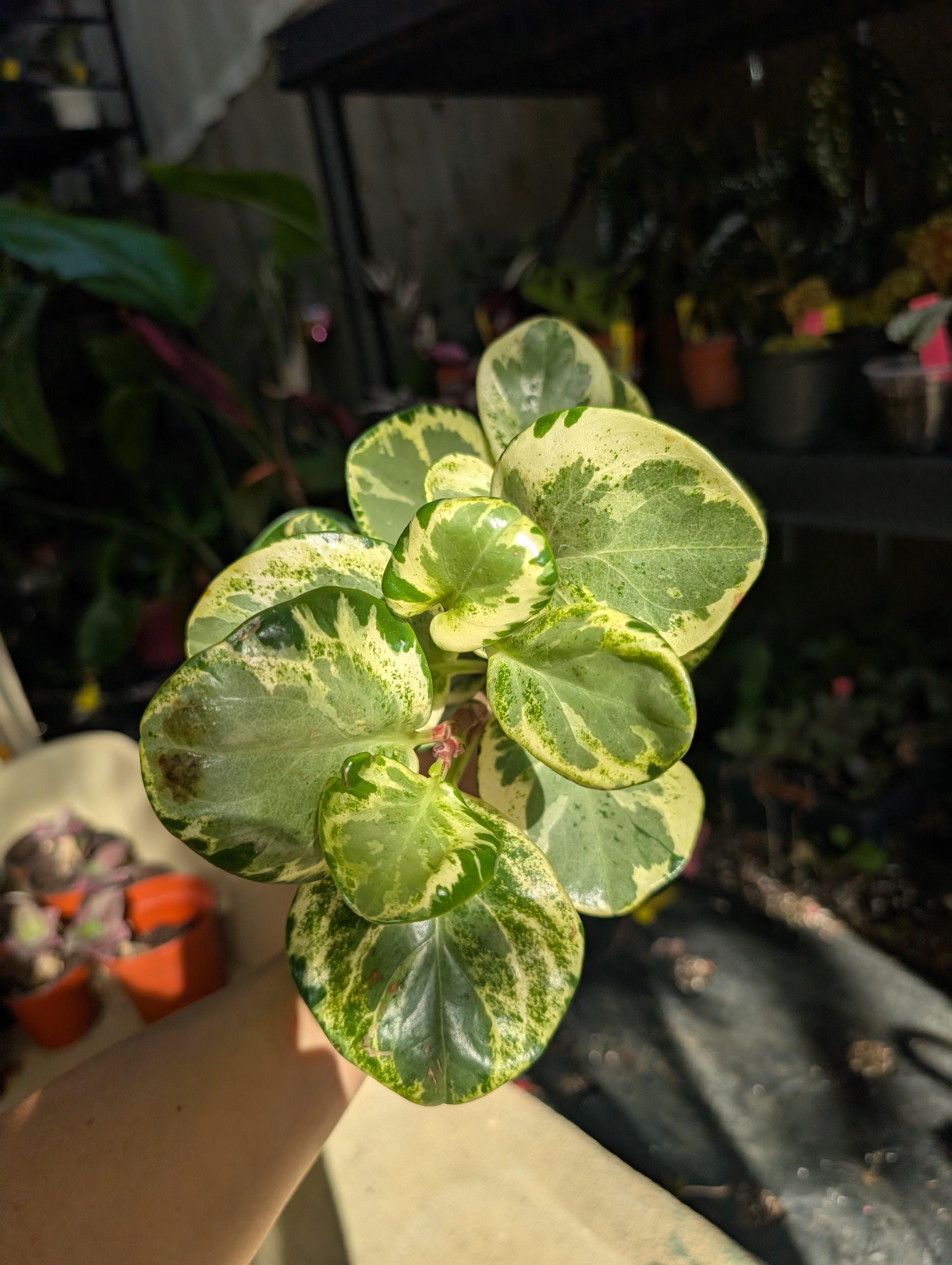 Peperomia 'golden gate' image 6
