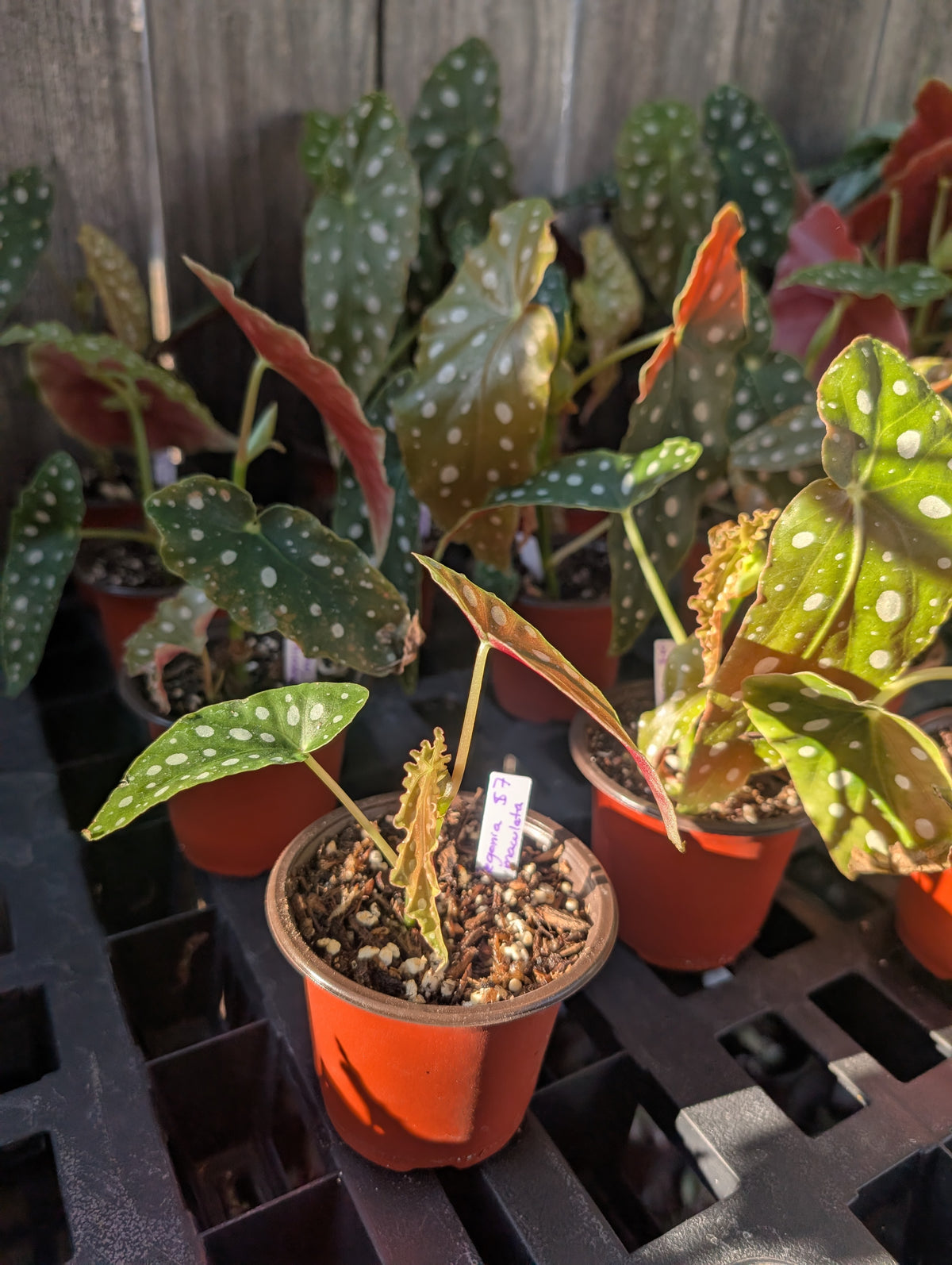 Begonia maculata image 4