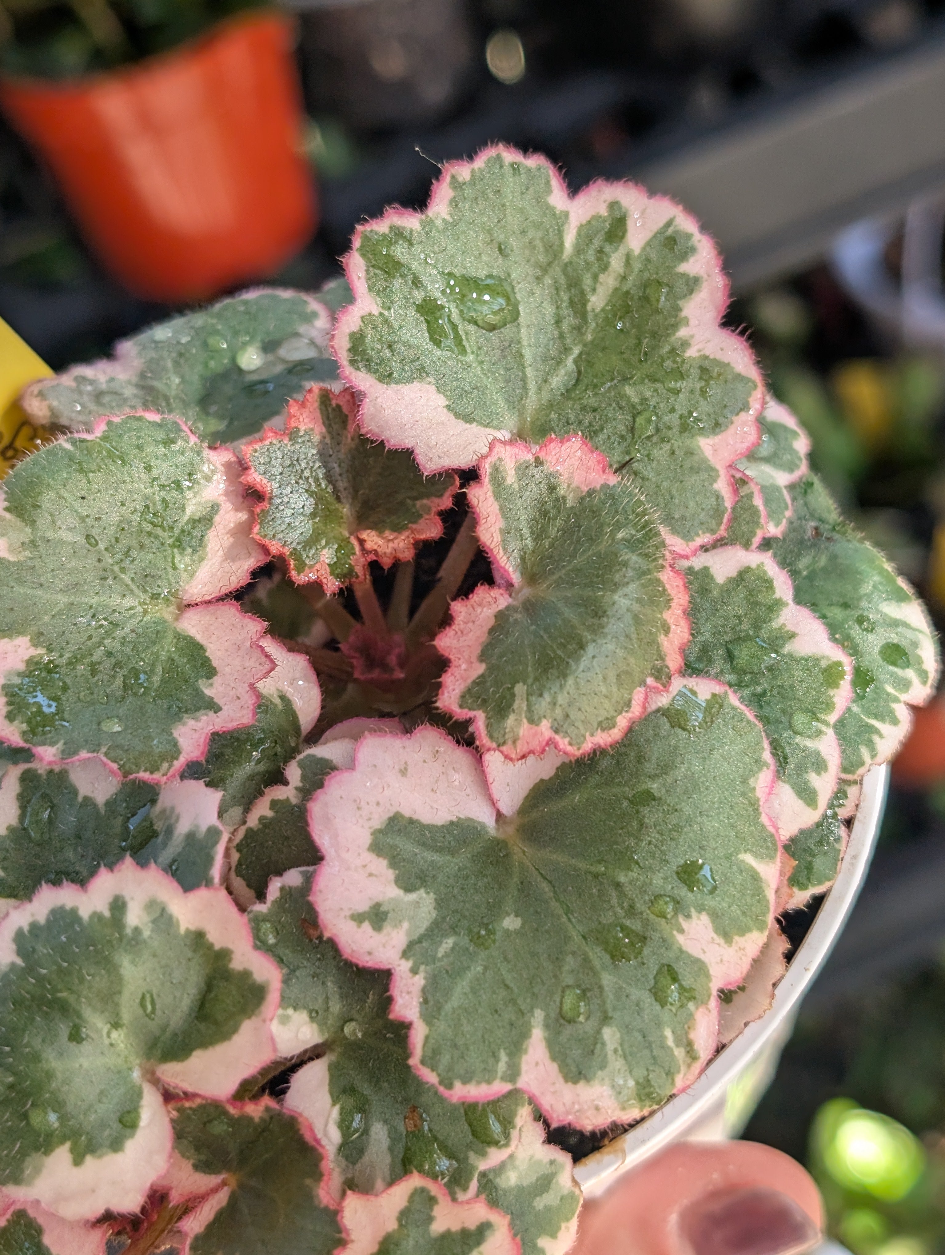Saxifraga stolonifera variegata image 10