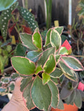 Peperomia ginny 'pink white and green' image 0