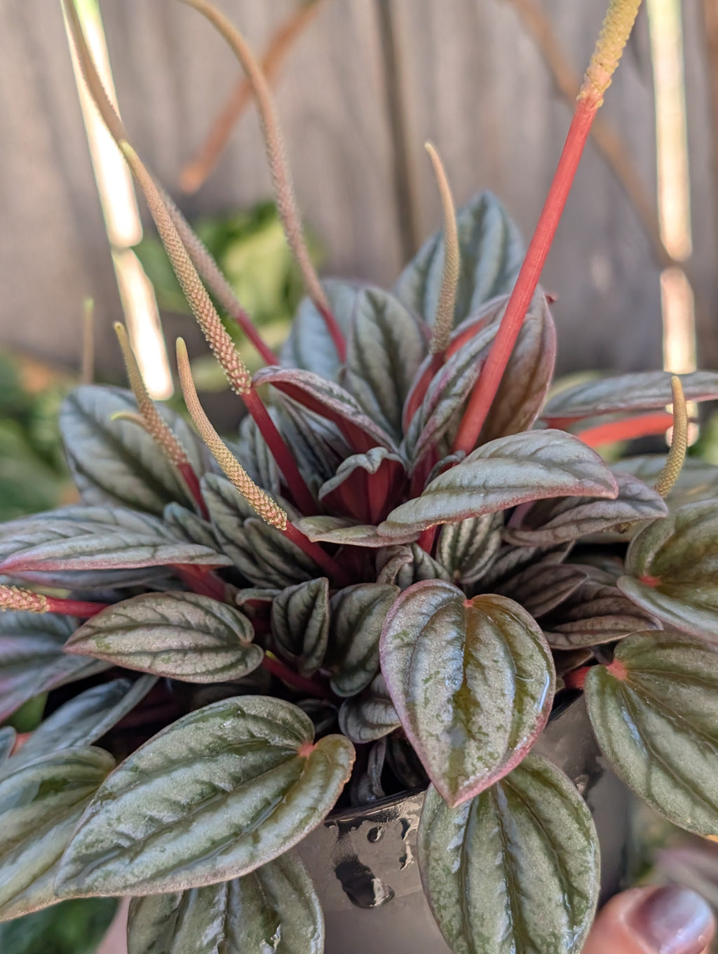 Peperomia 'san marino' image 3