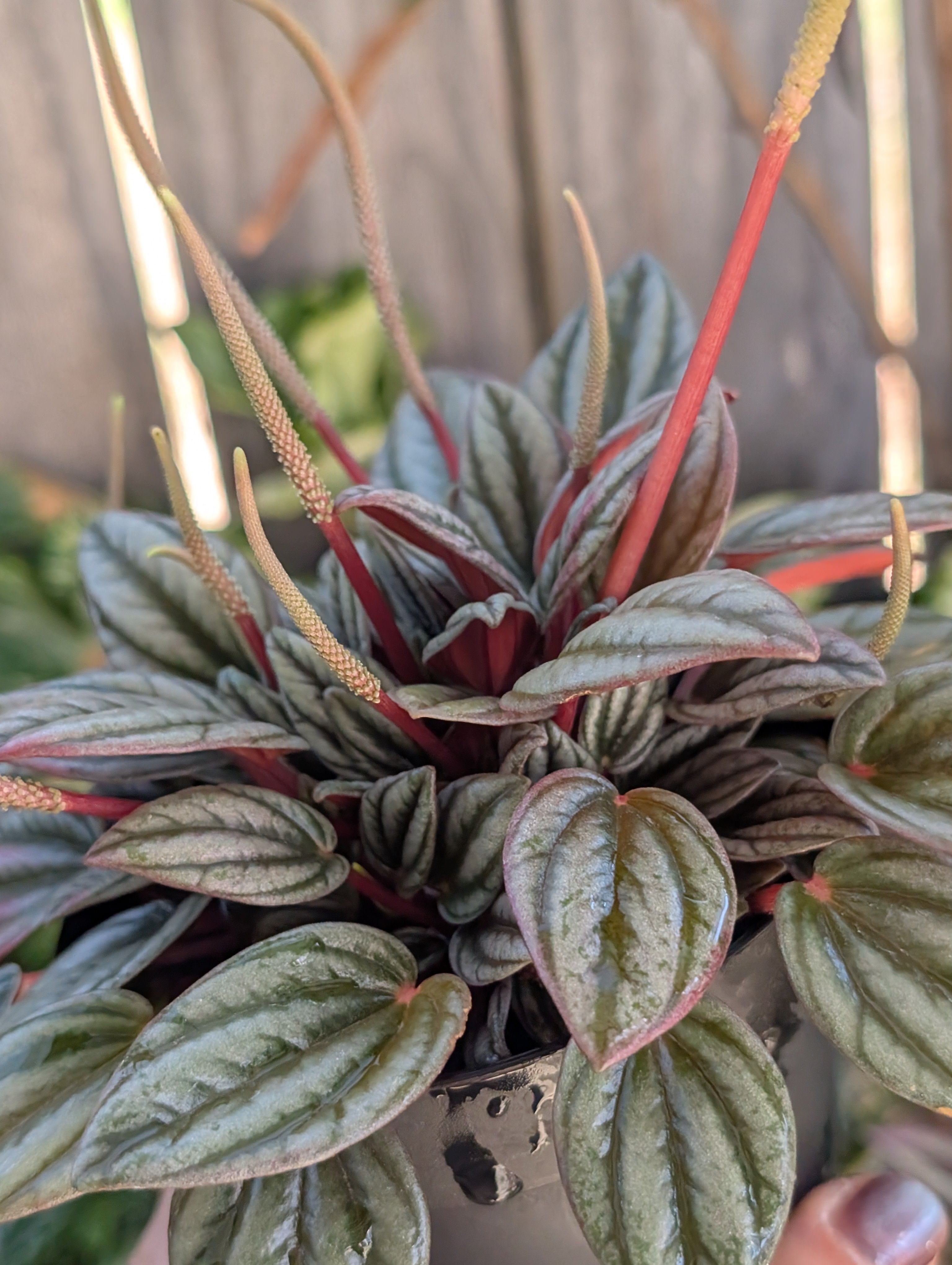 Peperomia 'san marino' image 3