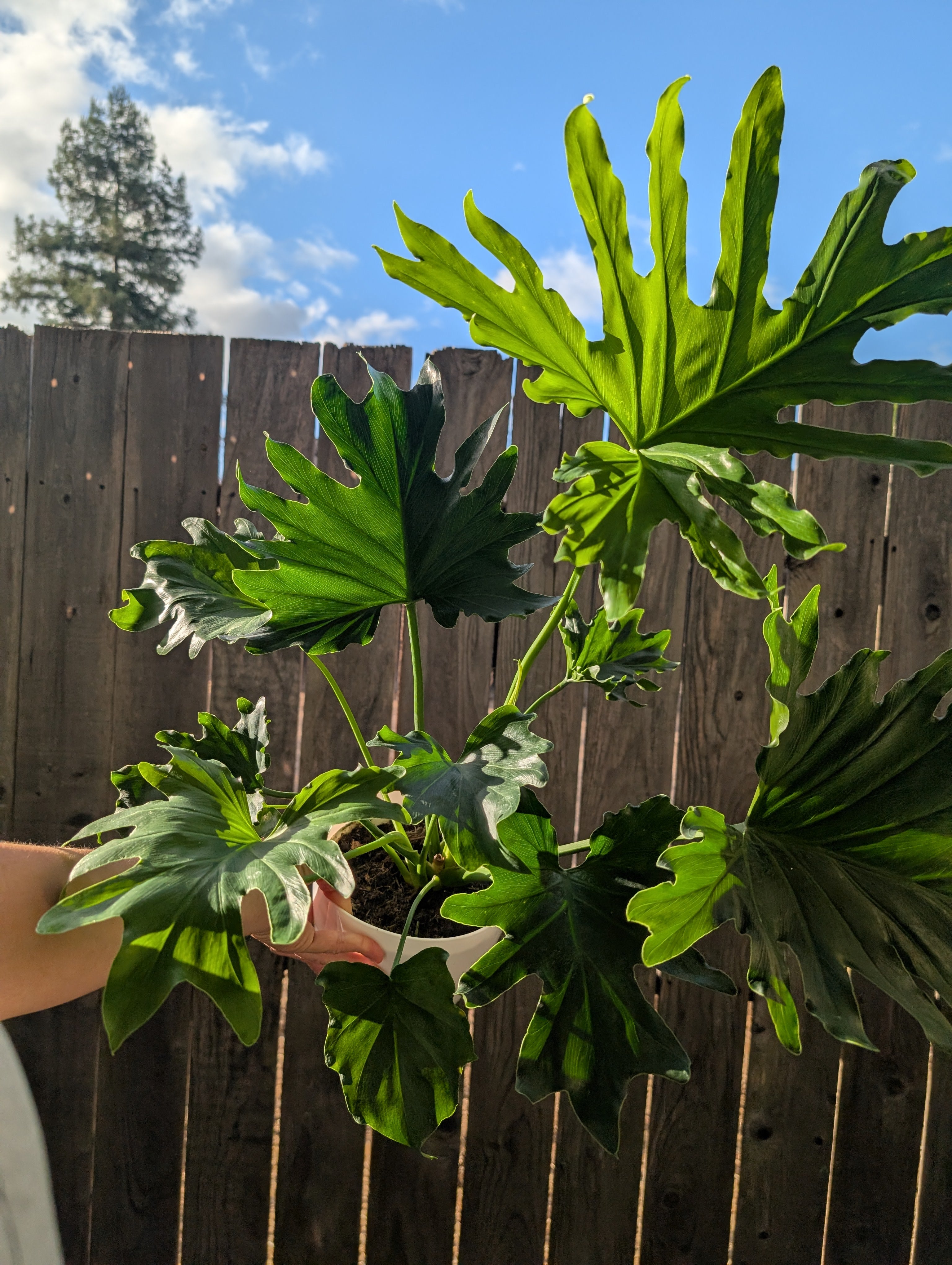 Philodendron 'lickety split' image 2