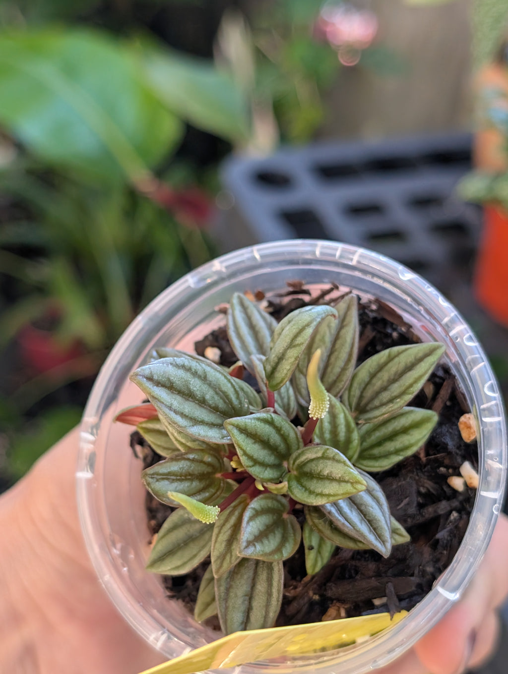 Peperomia 'san marino' image 11