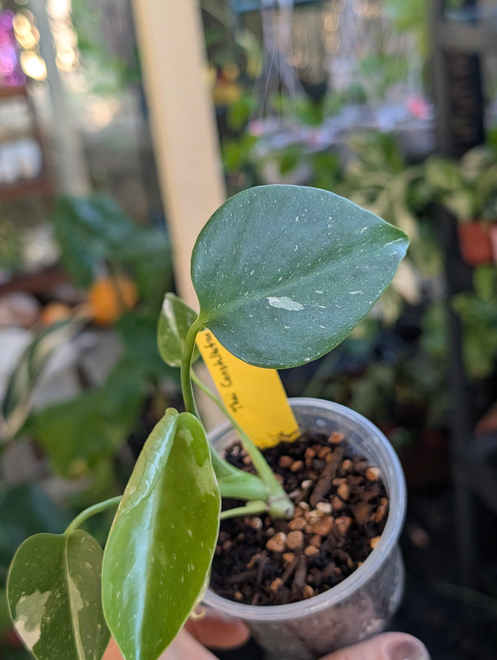 Monstera deliciosa 'Thai Constellation' image 7