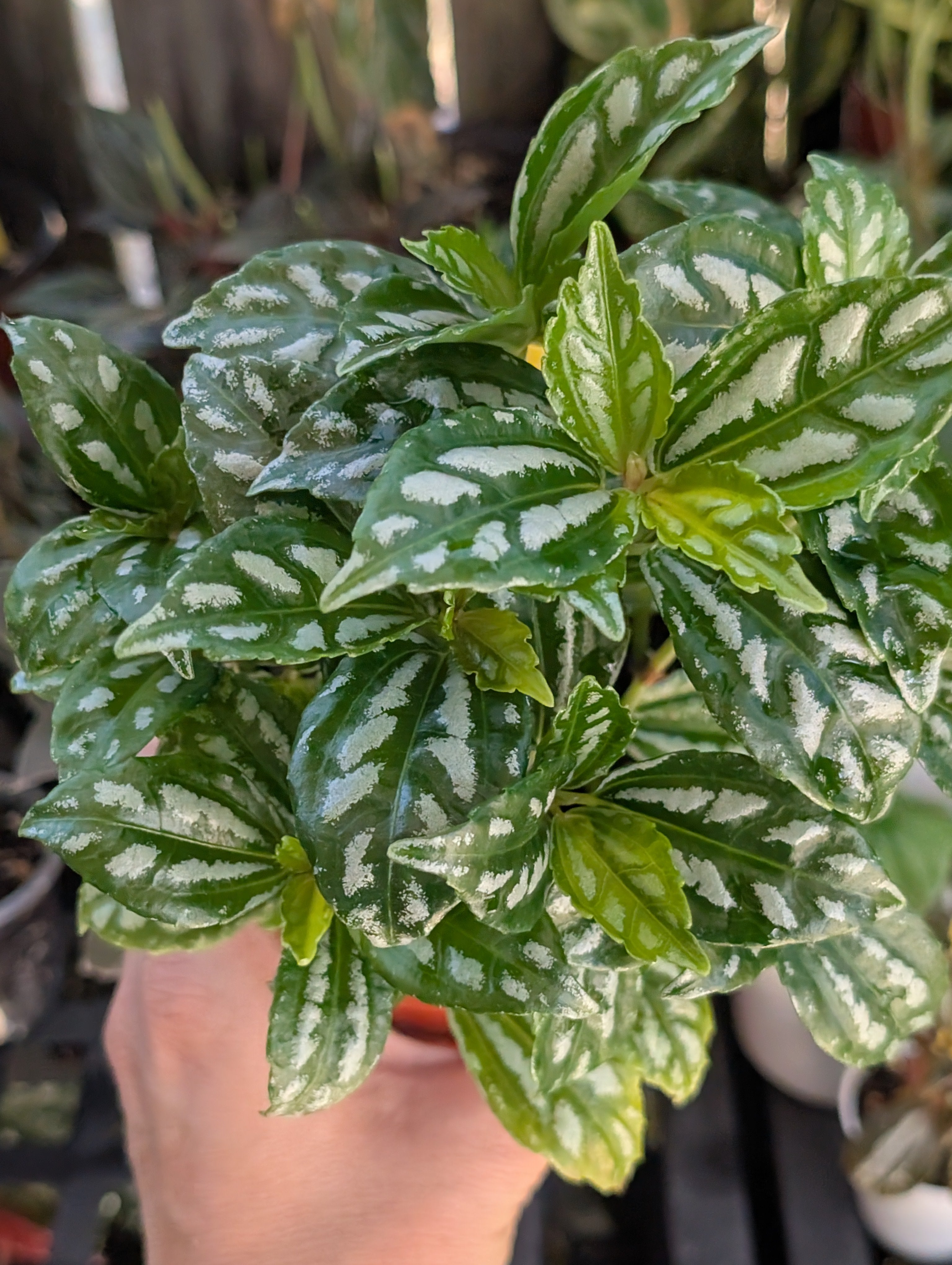 Pilea aluminum 'norfolk' image 1