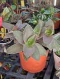 Tradescantia pallida 'pale puma' image 0