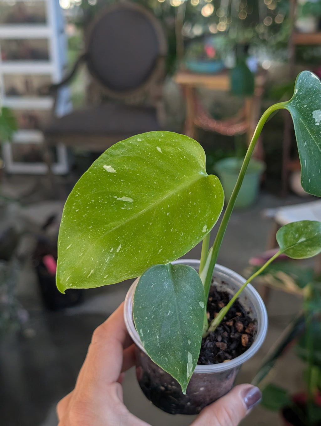 Monstera deliciosa 'Thai Constellation' image 8